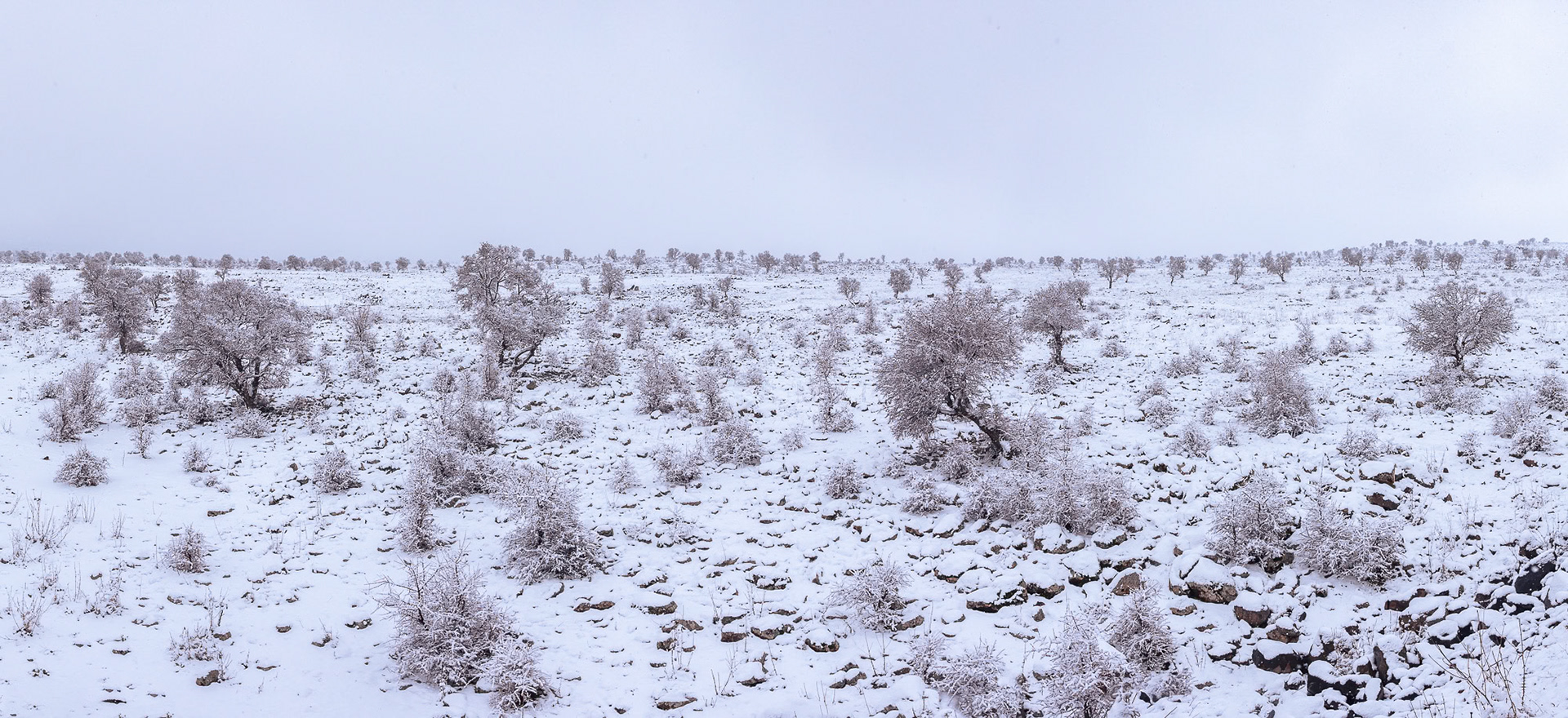 "Quiet Canvas” - In the calm and quiet embrace of winter, a dusting of snow blankets the rocky ground and dry trees softening the harsh texture of nature's tapestry.