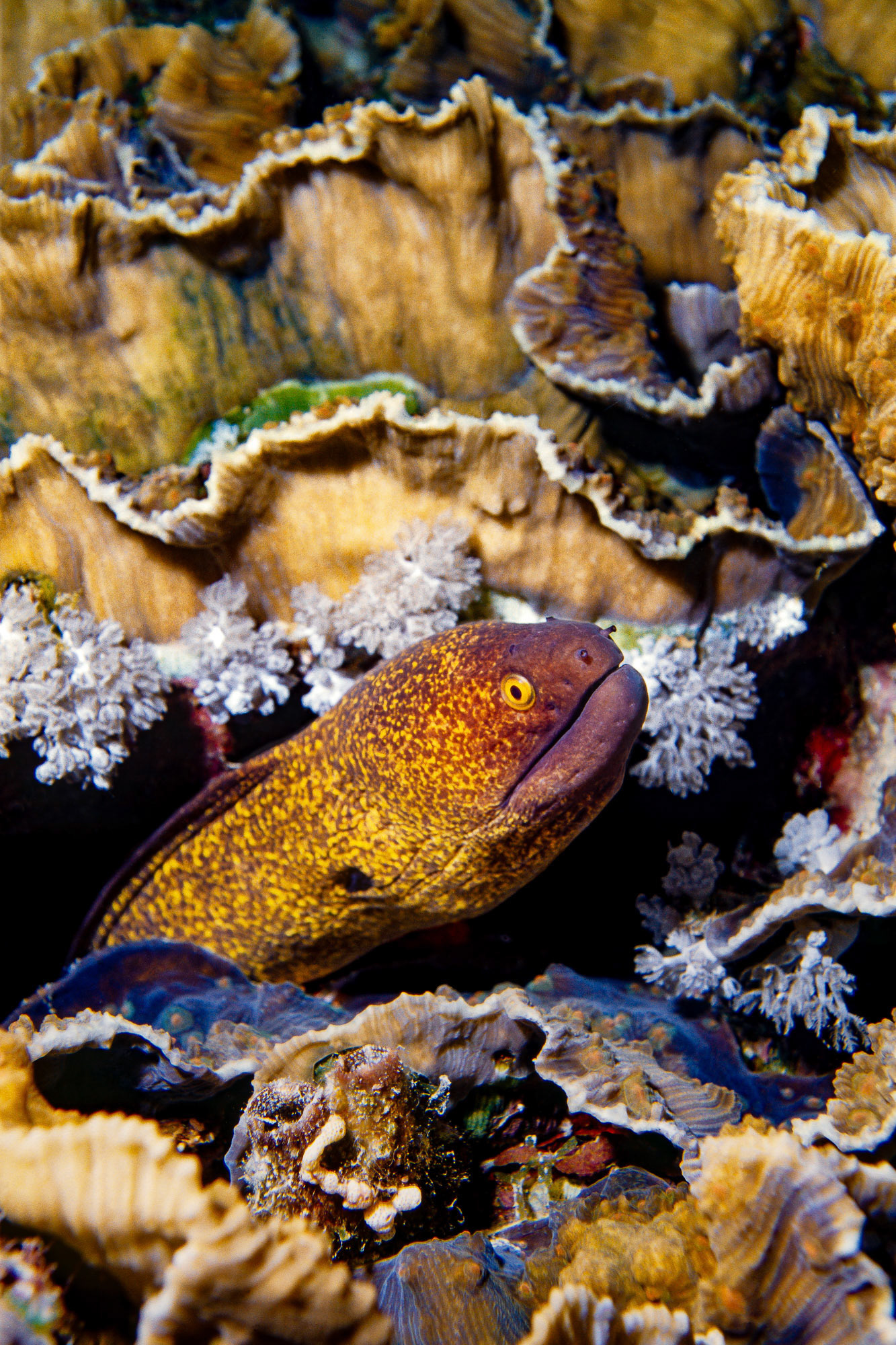 "Moray" - This yellow-margined moray (Gymnothorax flavimarginatus) at Siyull Island (Fury Shoal area) in the Red Sea is totally at home in its surrounding. The color palette is the same in the whole photograph.