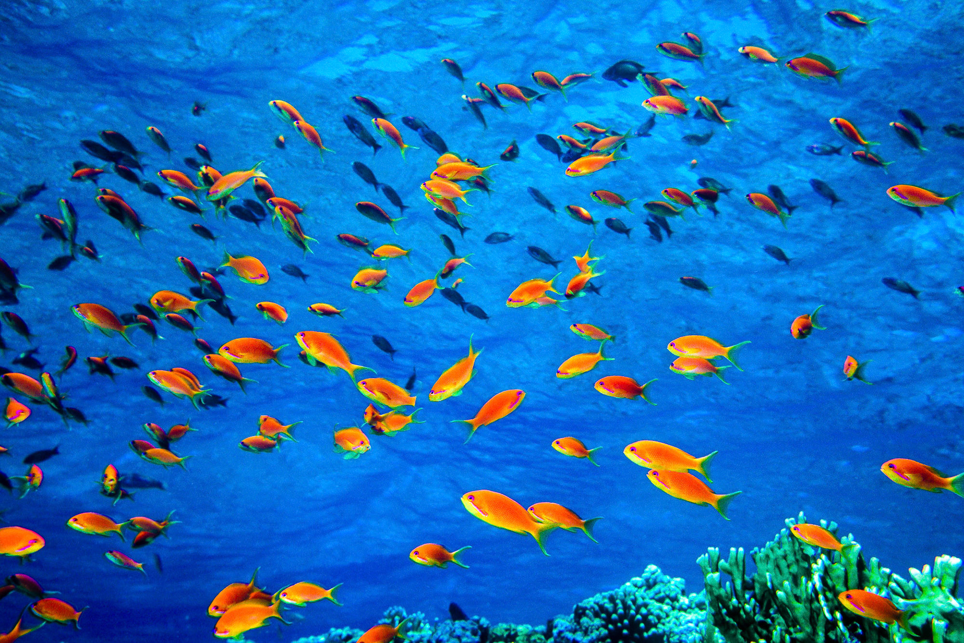 "Scalefin Anthias" - Orange colored school of scalefin anthias (Anthias squamipinnis) at Elphinstone Reef, Red Sea light up in crystal clear blue water.