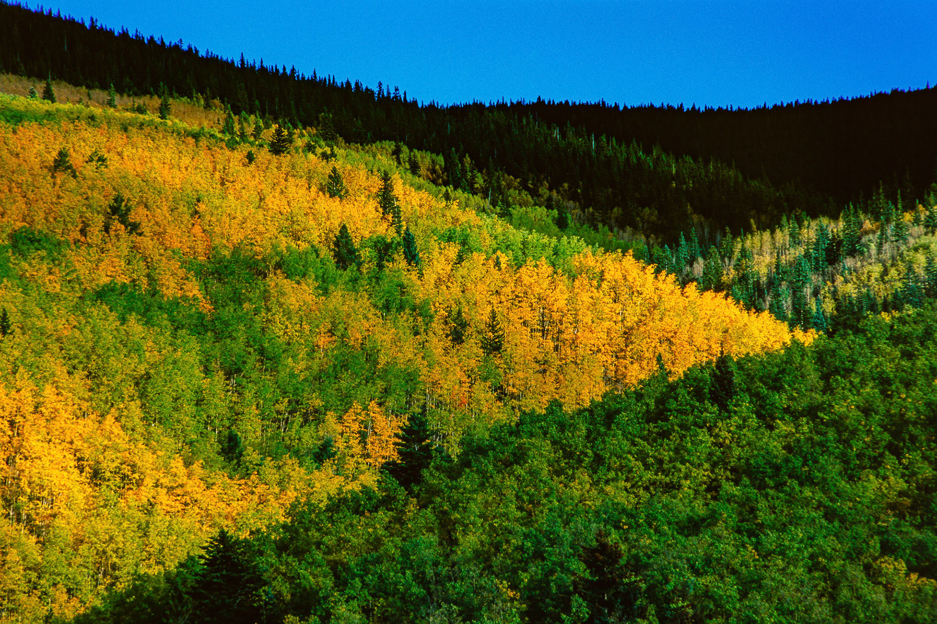 "Aspens" - Vibrant yellow and green fall colors of aspen trees are complemented by the clear blue sky in New Mexico, USA.