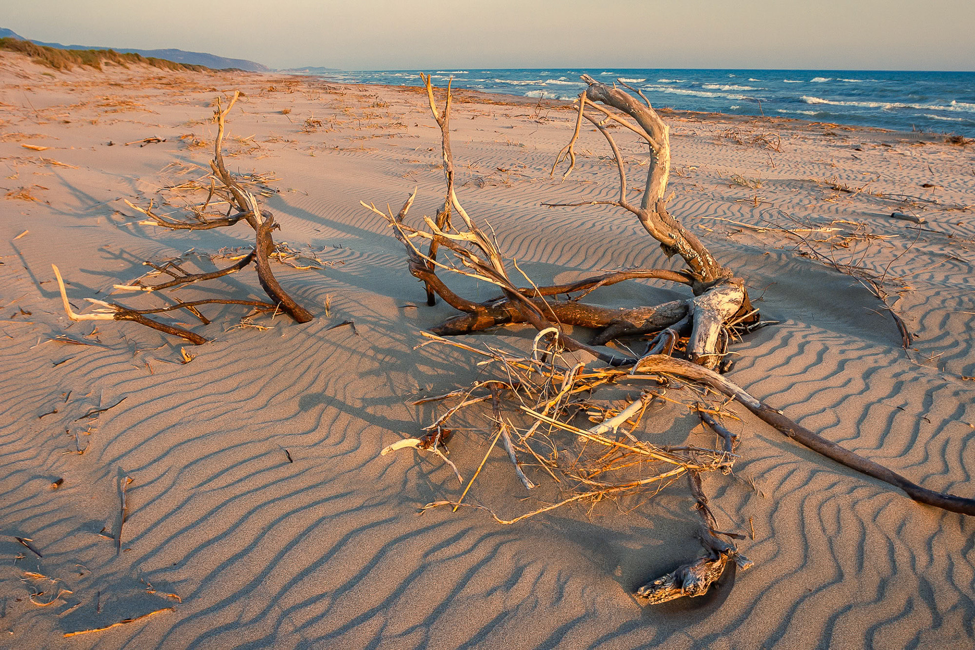 "Wind Power" - The wind from the sea creates orderly aesthetic ripples on the sand, yet it is unforgiving to the plants.