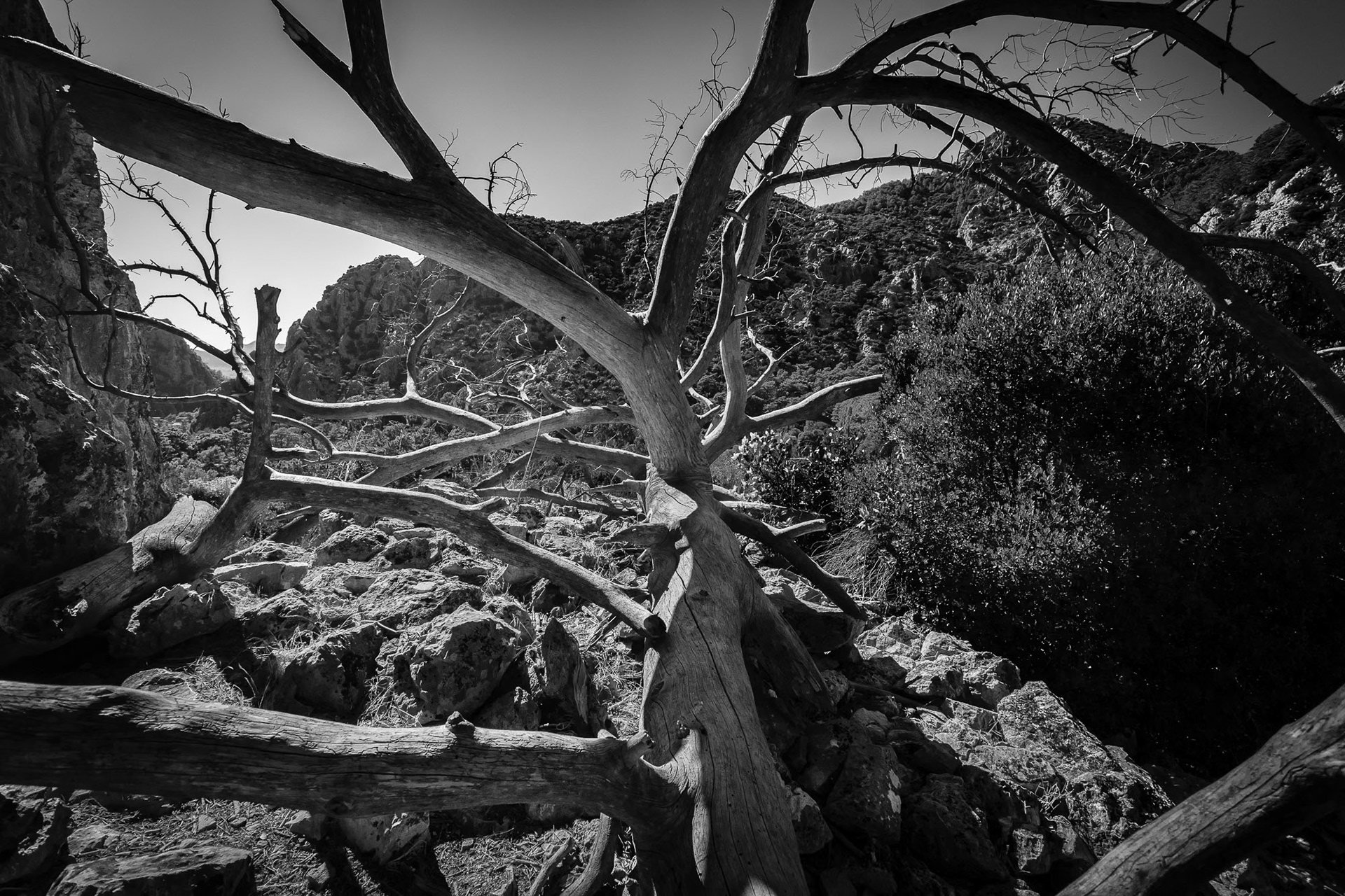 "Olympos Falling" - The dead but majestic tree lying under the hot sun among the ruins of the city of Olympos reminded me of the rise and eventual fall of ancient civilizations.