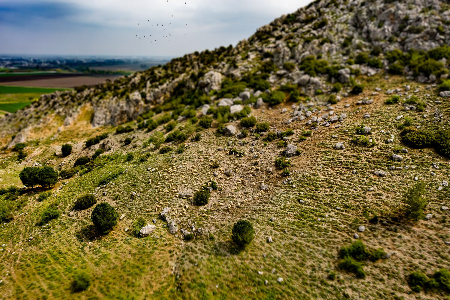 "Herd" - At the foot of the hill on which Yılankale is built, I came across a large flock of sheep, a shepherd's dog, a shepherd, his wife on a donkey and a flock of storks that had just migrated to the country from Africa. After landing under the curious gaze of the four young people we met at the take-off area, we did not forget to take a selfie with the little girl who came running breathlessly from her village with her mobile phone in her hand.