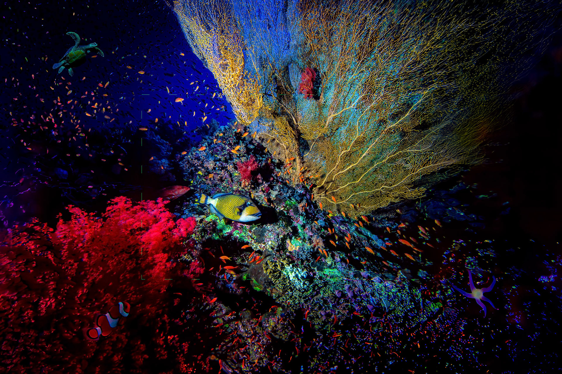 "Titan Triggerfish+AI"