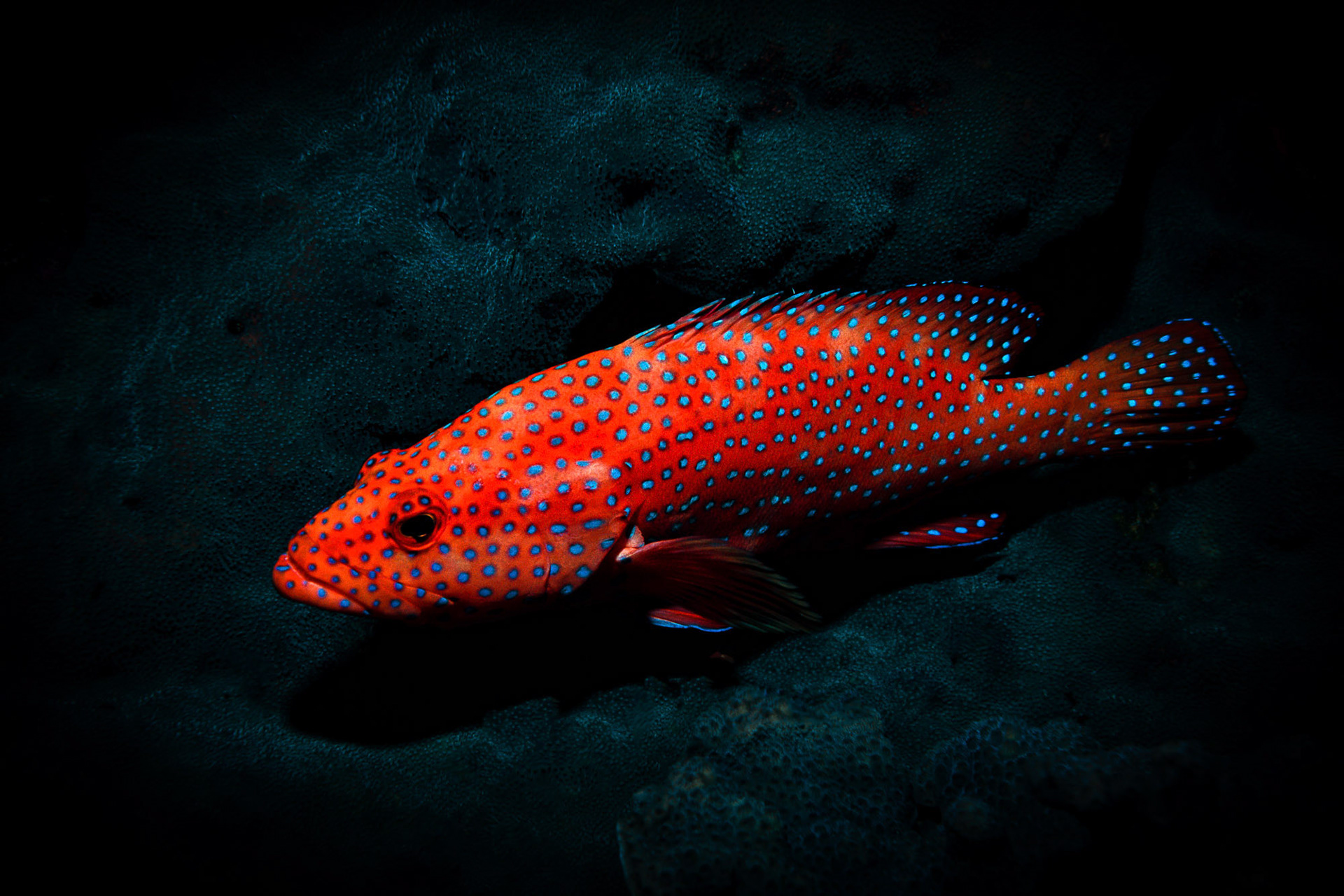 "Coral Hind" - This blue spotted radiant red coral hind (Cephalopholis miniata) at Elphinstone Reef, Red Sea was peacefully resting on a bed of dark green/blue coral bed.