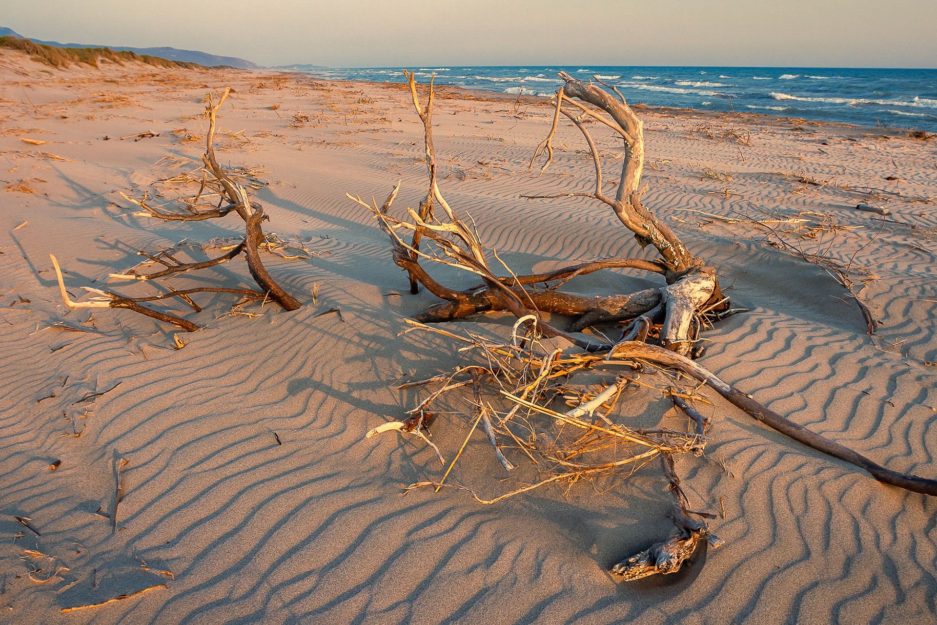 "Wind Power" - Power of the wind from the sea creates orderly aesthetic ripples on the sand and at the same time is unforgiving for the plants.