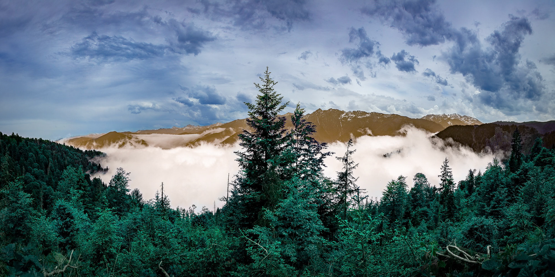 “Rise Above” - The Black Sea mountains offer a majestic setting for the pine tree towering above the rest.