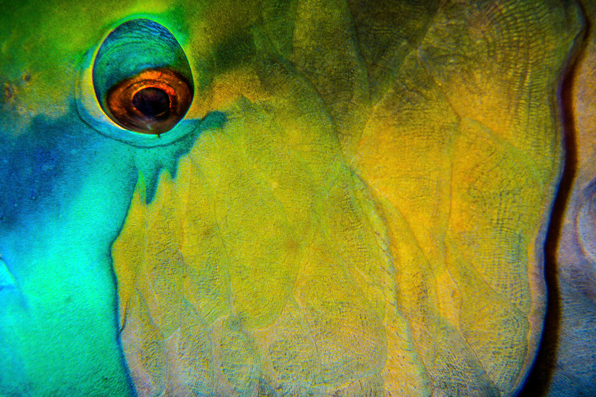 "Parrotfish" - The eye and operculum of a rusty parrotfish (Scarus ferrugineus) at Um Halhla in the Red Sea make a natural colorful graphic image.