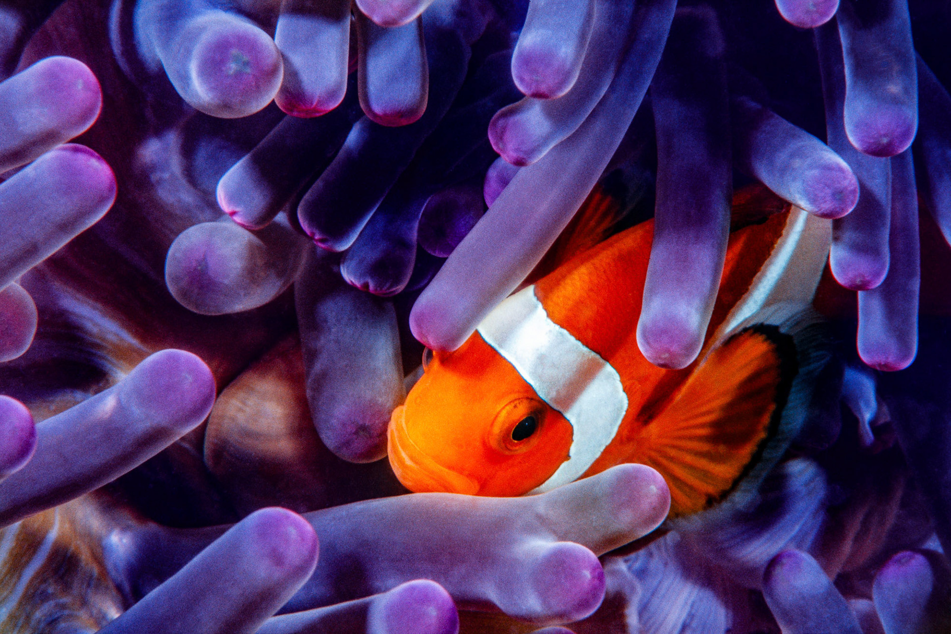 "Western Clown Anemonefish" - Western clown anemonefish (Amphiprion ocellaris) is the real life version of the famous animation character Nemo. This image is shot by my son Murat who has been my dive buddy in some of my underwater adventures. Kapalai Island, Malaysia.