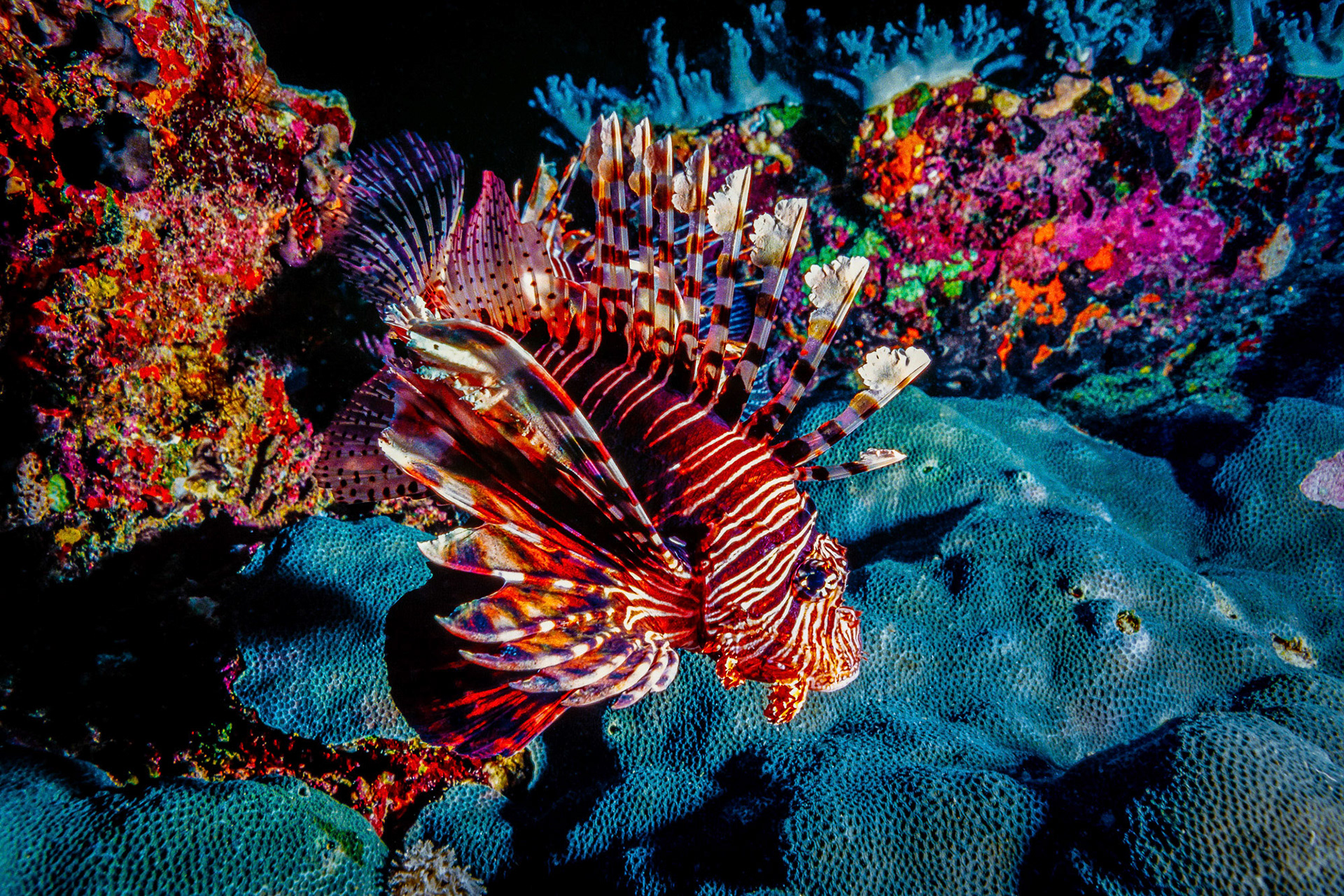 "Lionfish" - As poisonous as it is, the Lionfish (Pterois volitans) is a very photogenic animal and it doesn't have many enemies for obvious reasons. Daedalus Reef (Abu el-Kizan) in the Red Sea.