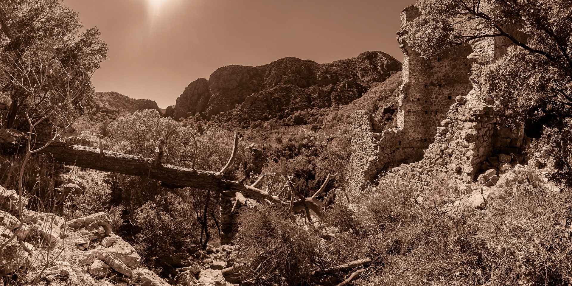 "Ruins of Olympos" - Ruins of the ancient Lycian city of Olympos… The dead tree fits the story perfectly.