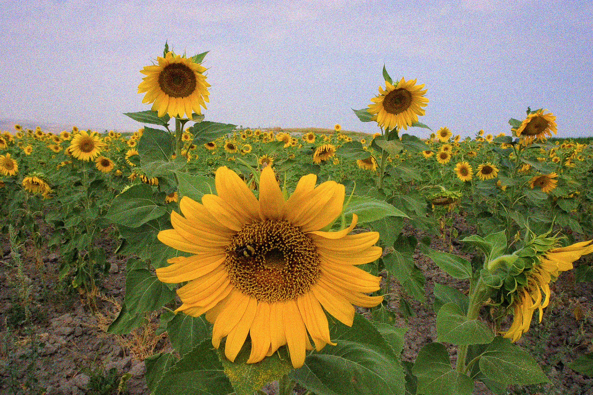 "Irgilli Mound" - Many mounds are planted. All one could see on this mound was the sunflowers in full bloom. The bumblebee on the one close to me didn't mind me being there.