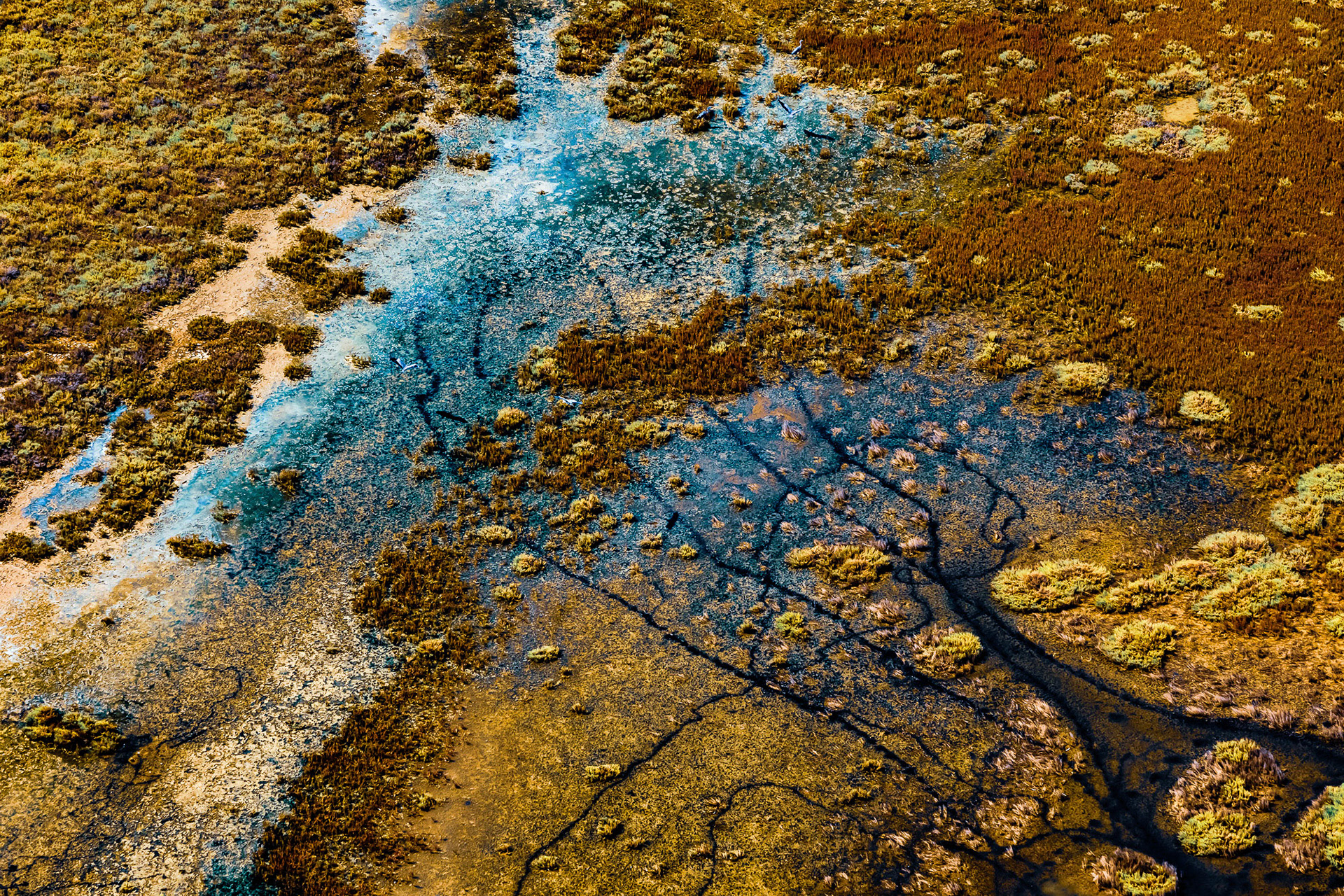 "Hidden Forest" - Mysterious lines in the water surrounded by wild plants, different shades of color, and the presence of large black and white birds give this image a mystical quality.