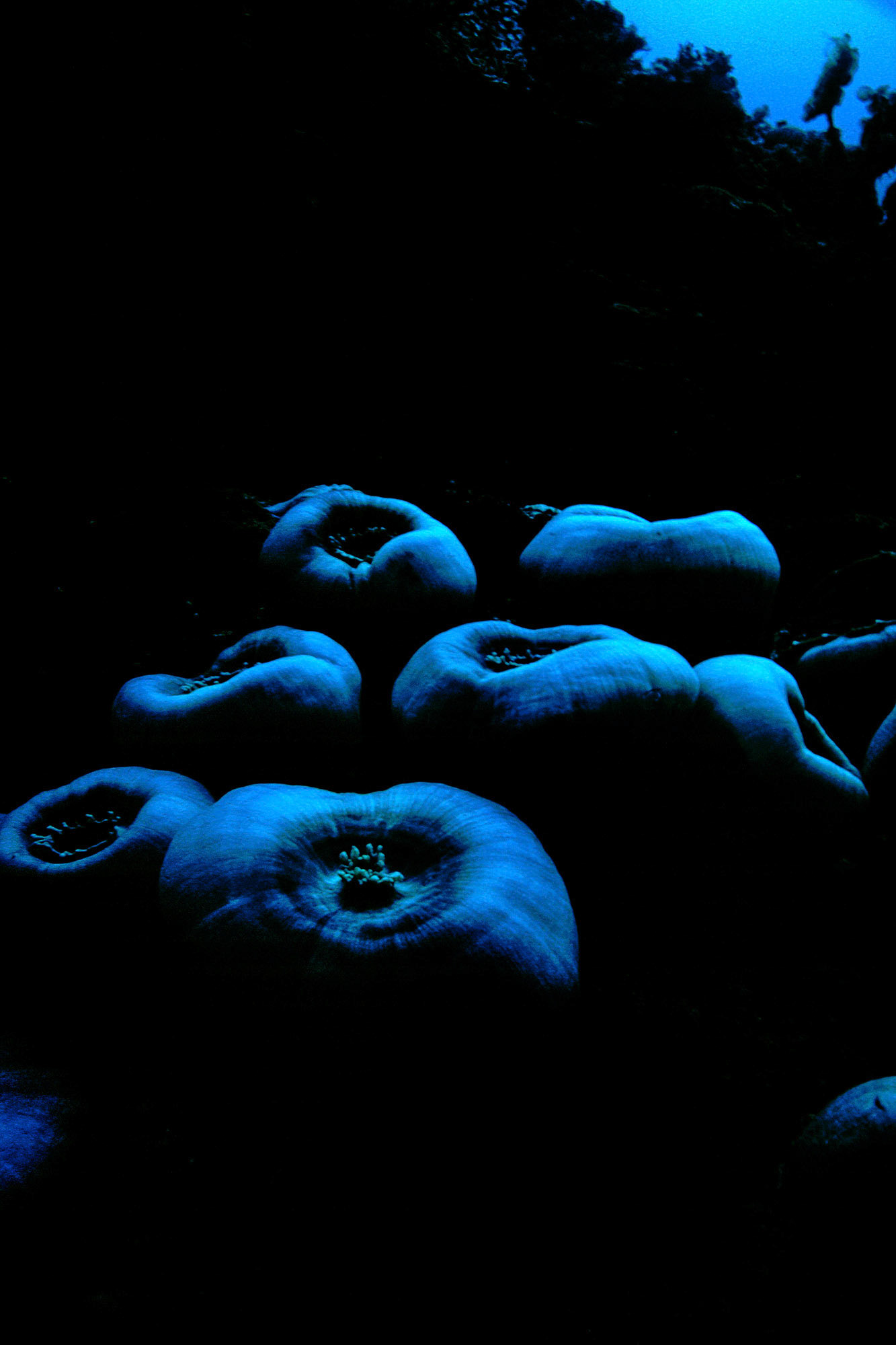 "Corallimorpharia" - This group of corallimorpharia (Amplexidiscus fenestrafer) was at the Big Drop-Off (Ngemelis Wall) in Palau. Theotherworldly look is due to me not firing my flash. We don't always have to light the subjects.
