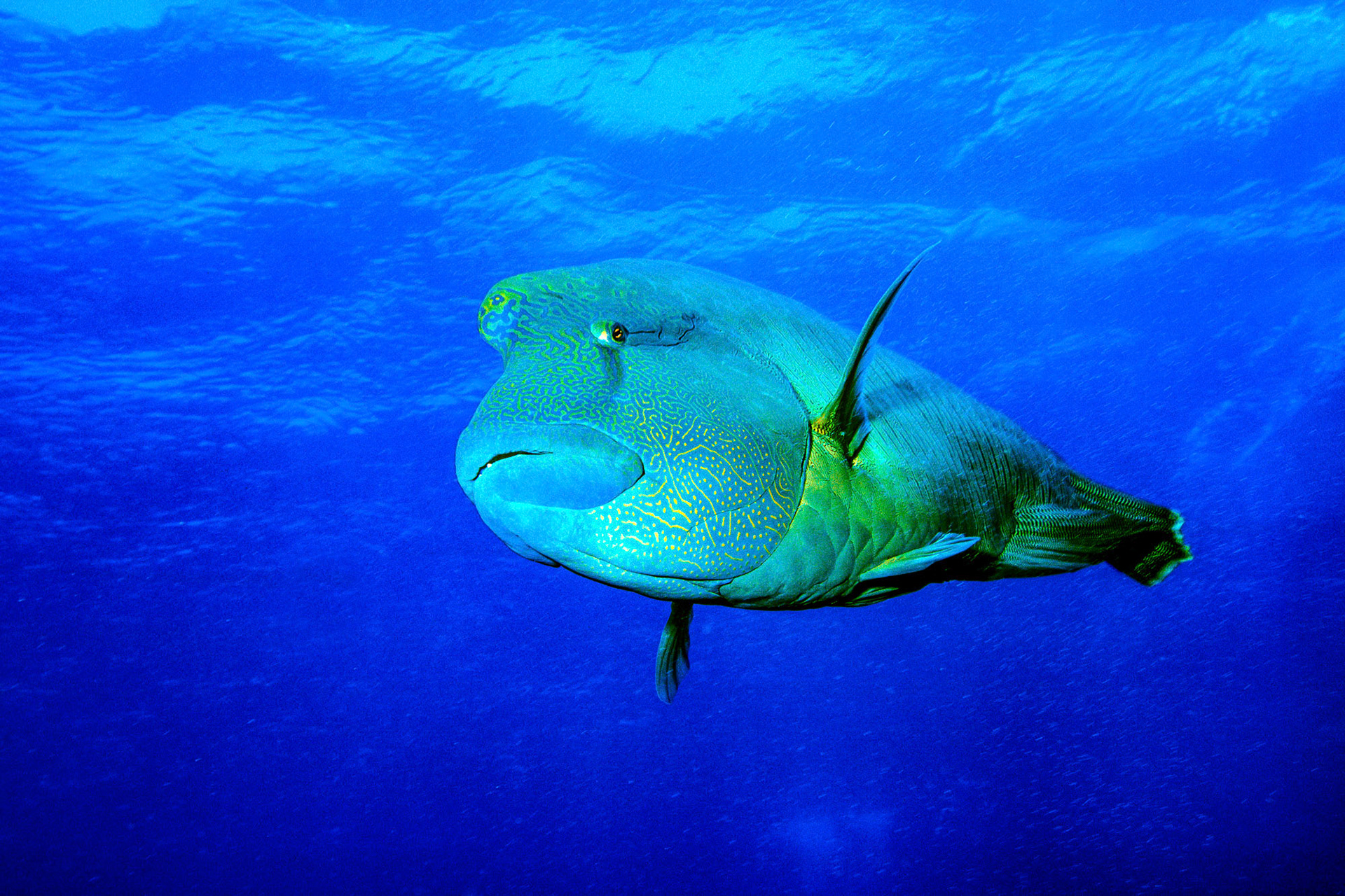 "Napoleonfish" - This lonesome humphead wrasse, (Napoleonfish, Cheilinus undulatus) in the Red Sea passed by me in an unconcerned manner as I captured it with my camera permanently.