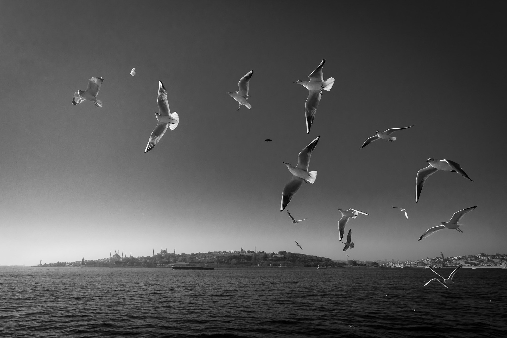 "Birds of the Bosphorus" - It’s always a pleasure to watch the seagulls on a feeding frenzy while chasing the ferries on the Bosphorus.
