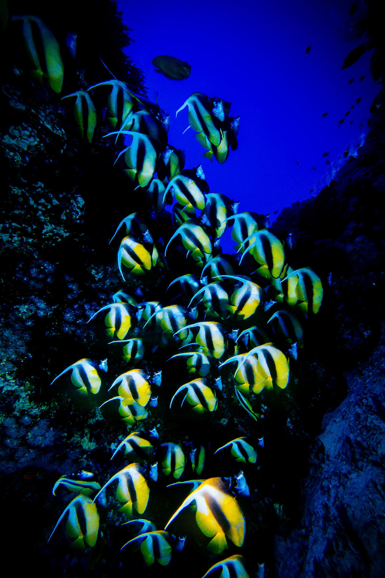 "Red Sea Bannerfish" - The abundance and variety of sea life in tropical waters amazes me. In this case it was the school of Red Sea bannerfish (Heniochus intermedius) at Shaab Mansour, Red Sea.