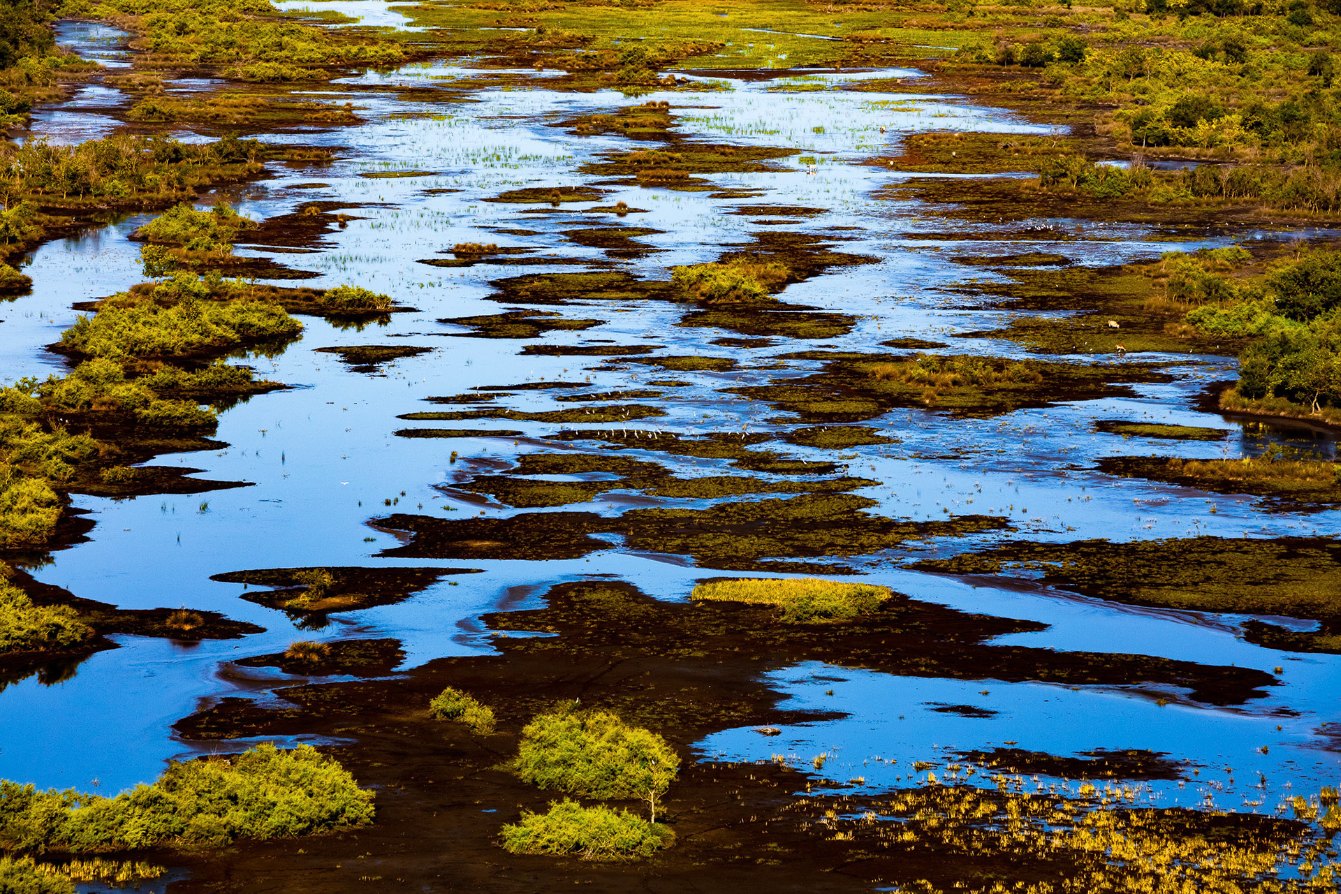"Brush Strokes" - The organic pattern created by water and land turns into horizontal brush strokes. One can visualize the scale of the area by the tiny looking cows in the upper right and the large migrating birds in the middle.