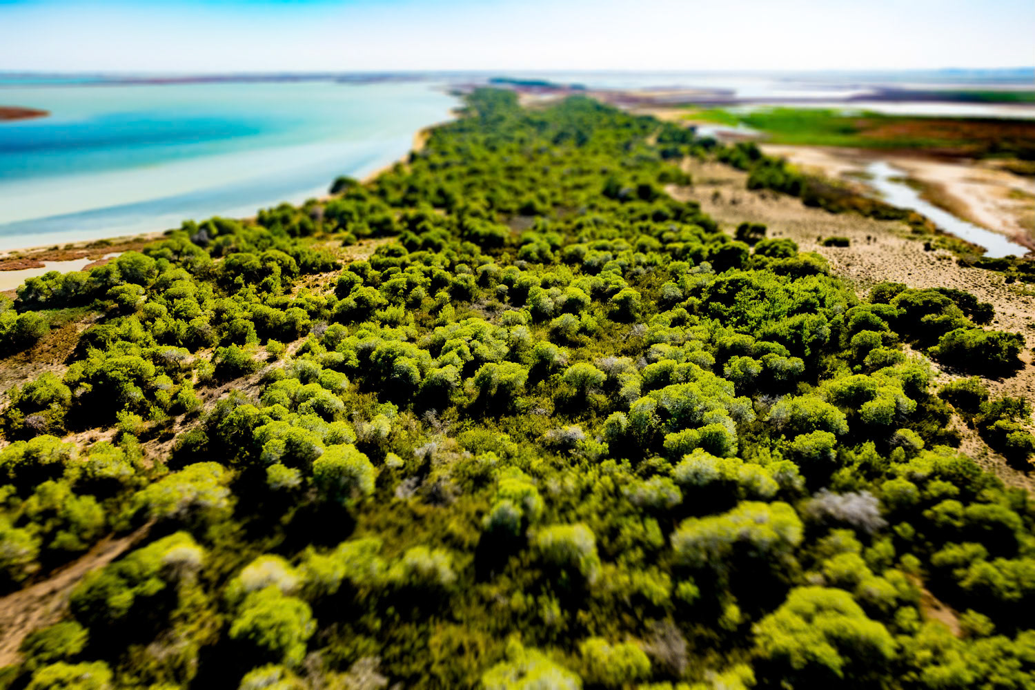 "Pine Grove" - On a peninsula in Yumurtalık-Çamlık lagoon, is one of Turkey's rare Aleppo pine (Pinus halepensis) forests, covering an area of 59 hectares. The Pine Grove region in Yumurtalık looked like a green oasis tucked between the brown of the fields and the blue of the sea. I am always excited about the surprising aerial views that we do not notice on the surface. Pine Grove was one of the best examples of this. The presence of such a protected nature area in Adana made me extra happy.
