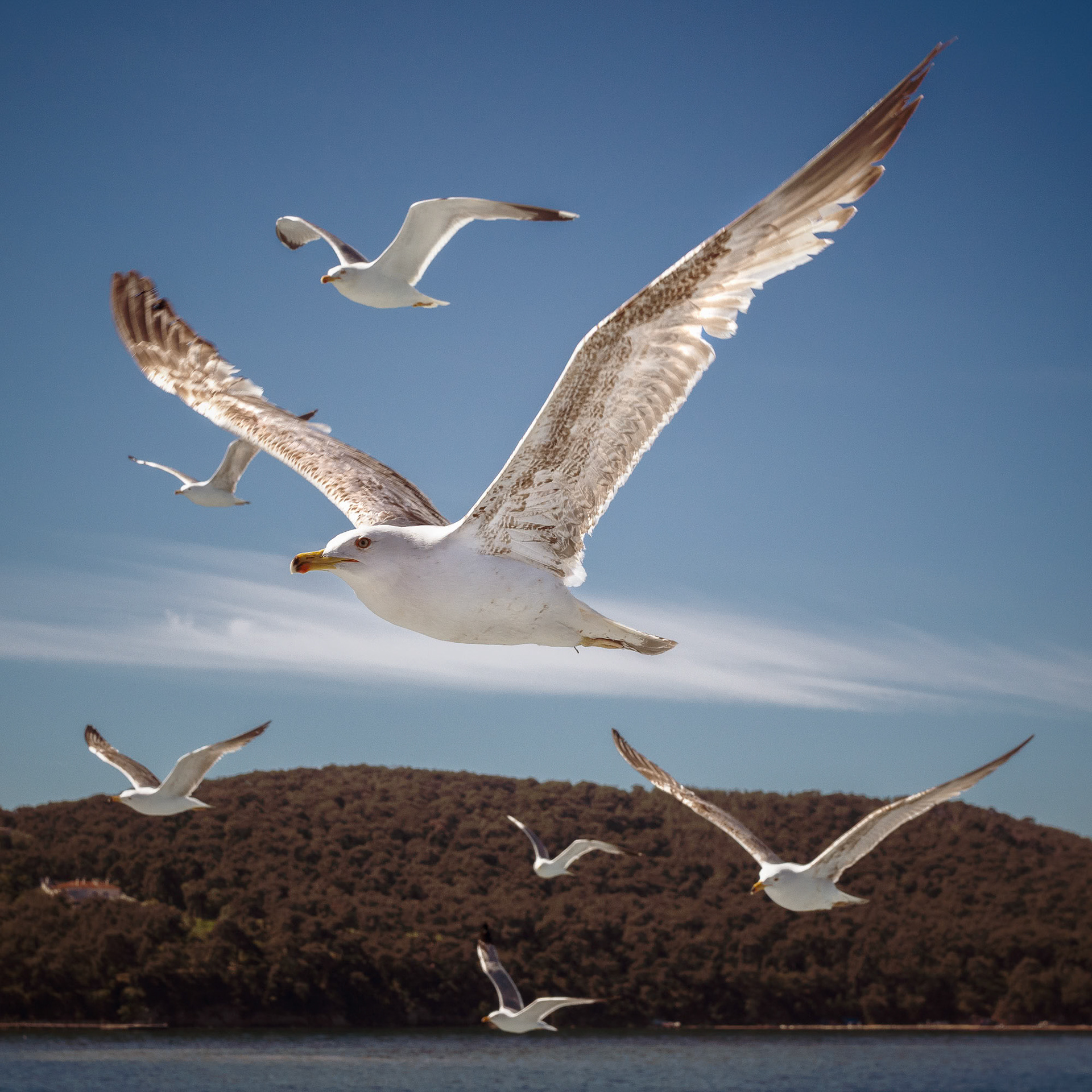 "Glide" - The gulls glide effortlessly through the air. For a moment, the whole world feels as weightless as their flight.