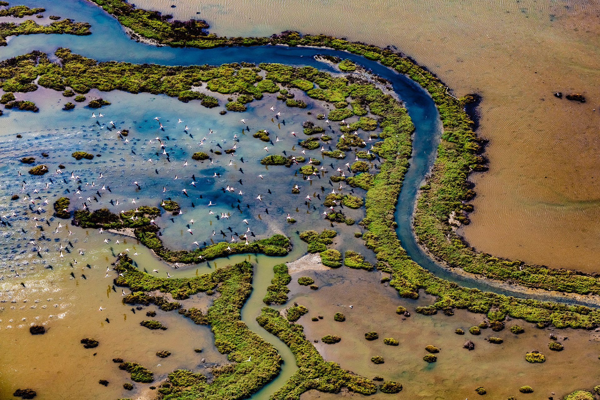 "Migration" - A flock of flamingos spending the summer in Anatolia is a sight one rarely sees in the country. It is as if once they cross the bend in the river they would keep on flying all the way to another continent to spend the winter.
