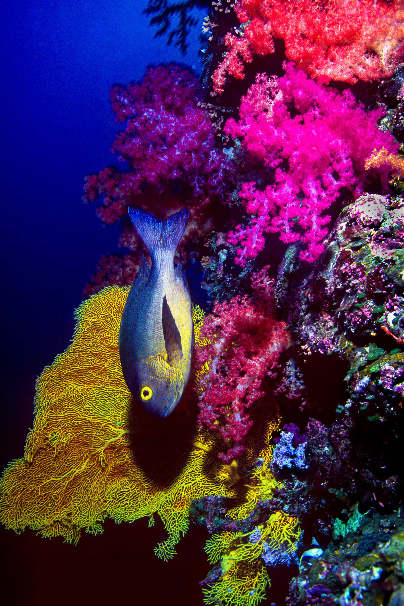 "Black and White Snapper" - This black-and-white-snapper (Macolor macularis) was darting down the Big Drop-Off (Ngemelis Wall) in Palau. The colorful soft corals and sea fan make a wonderful background.