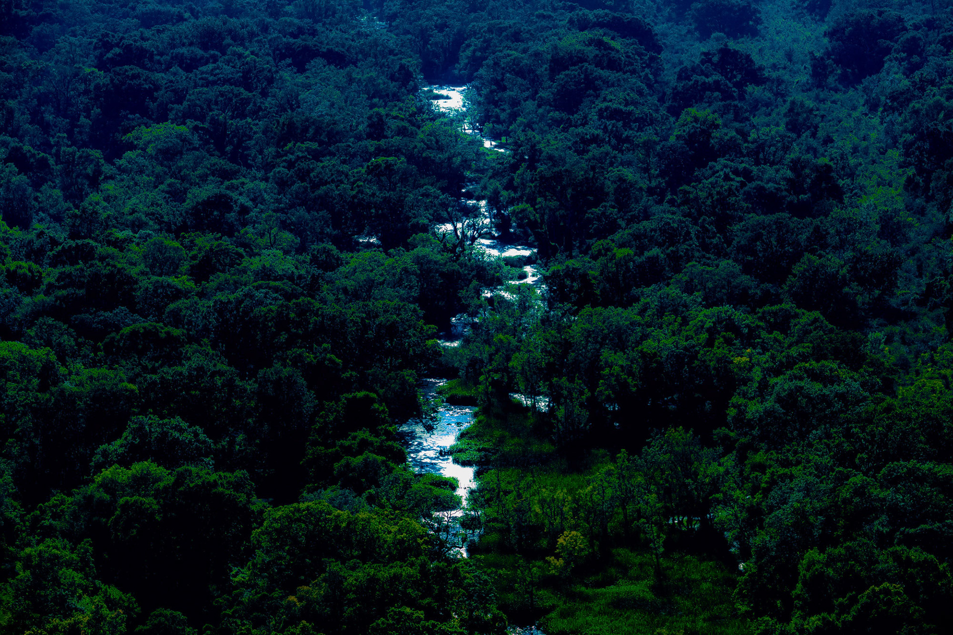 "Lifeblood" - A shiny stream cuts straight through this forest shaded from blue-green to green. I shot it from the air from far away with my telephoto lens like I did all of the images in the series.