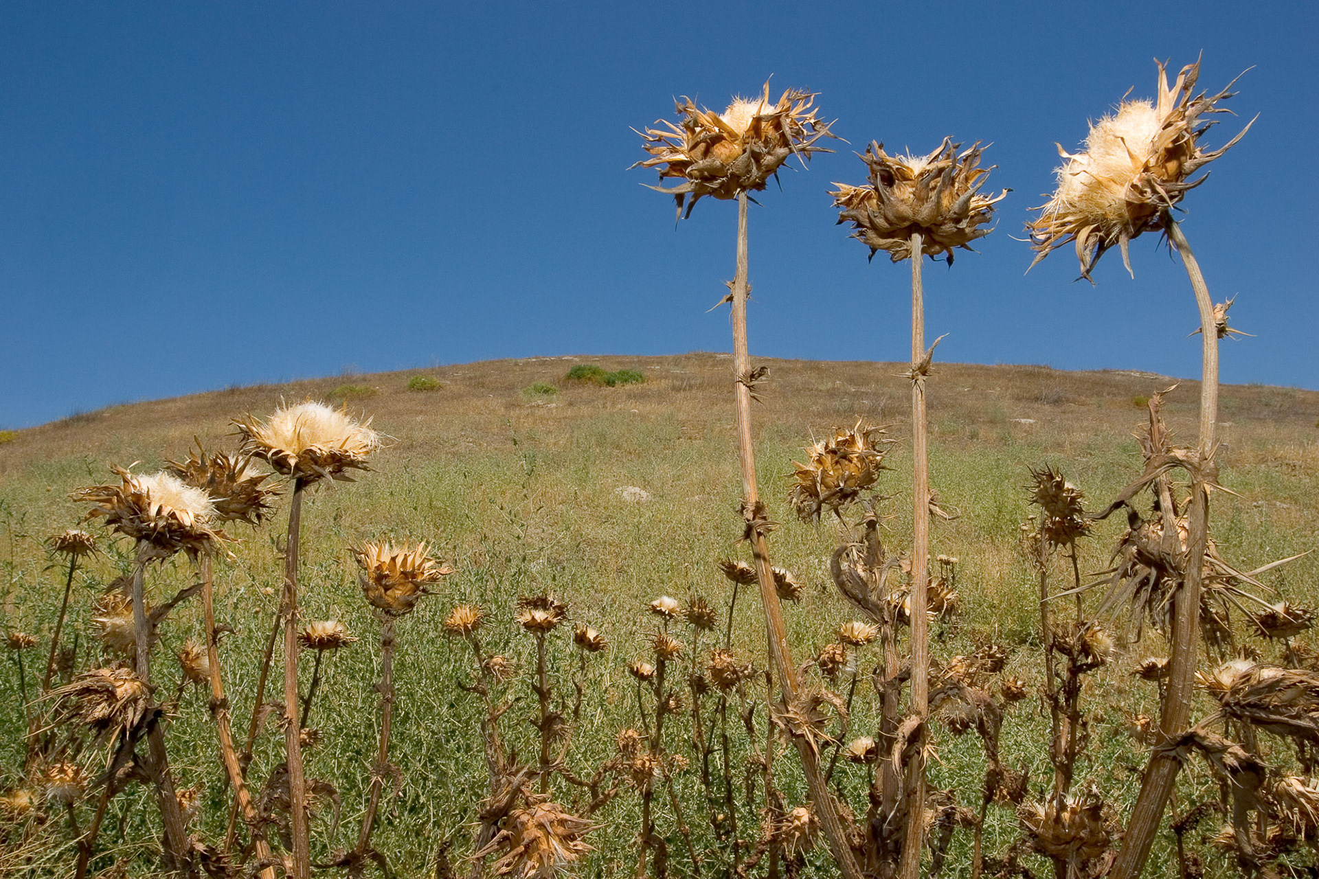 "Saraykoy Mound (I)" - This wide and large mound is made interesting by the dry wild artichoke plants. (See Saraykoy Mound (II) photo for an aerial view).