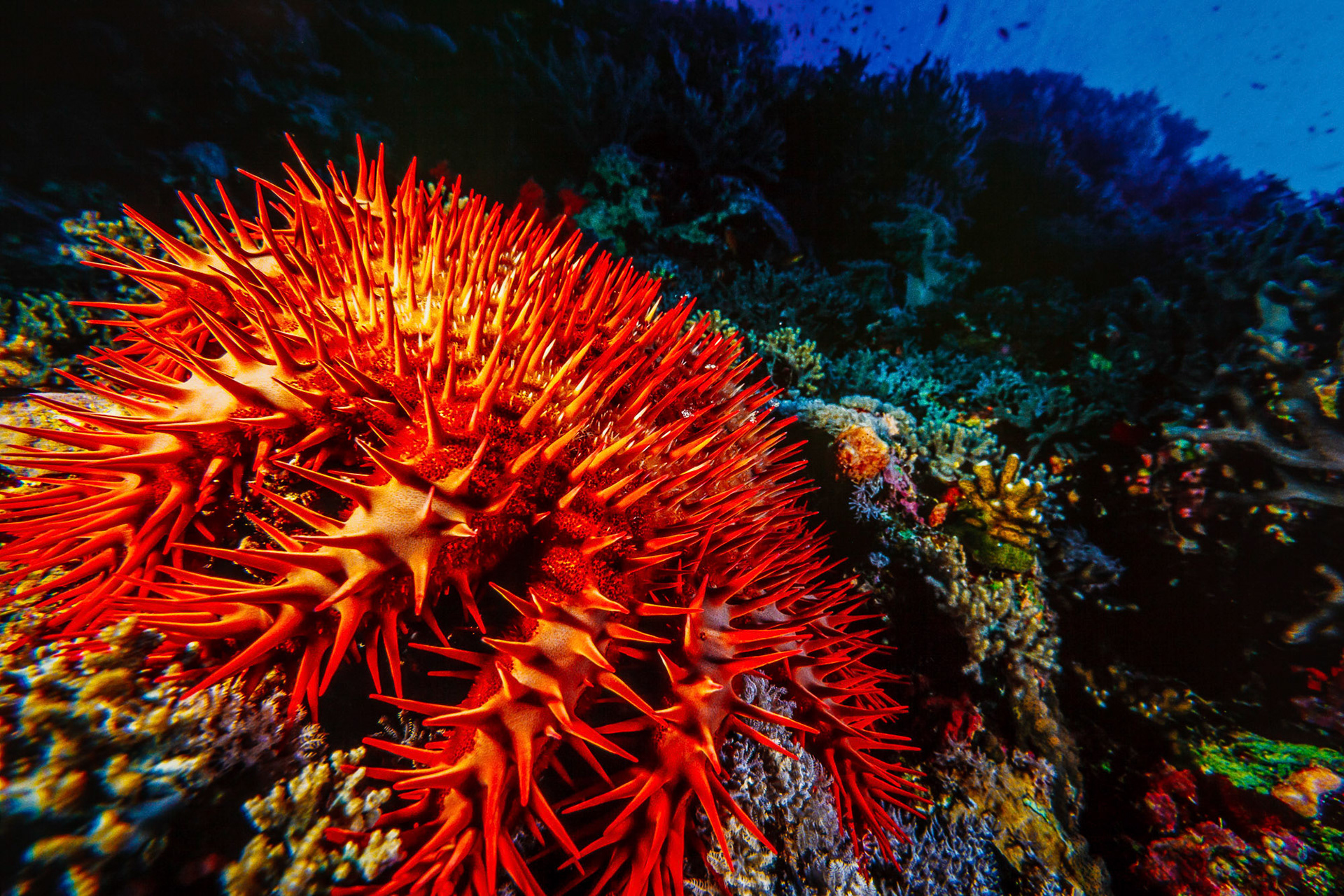 "Crown of Thorns" - The giant crown-of-thorns starfish (Acanthaster planci) at Daedalus Reef (Abu el-Kizan), Red Sea was munching along on corals, moving slowly but steadily.