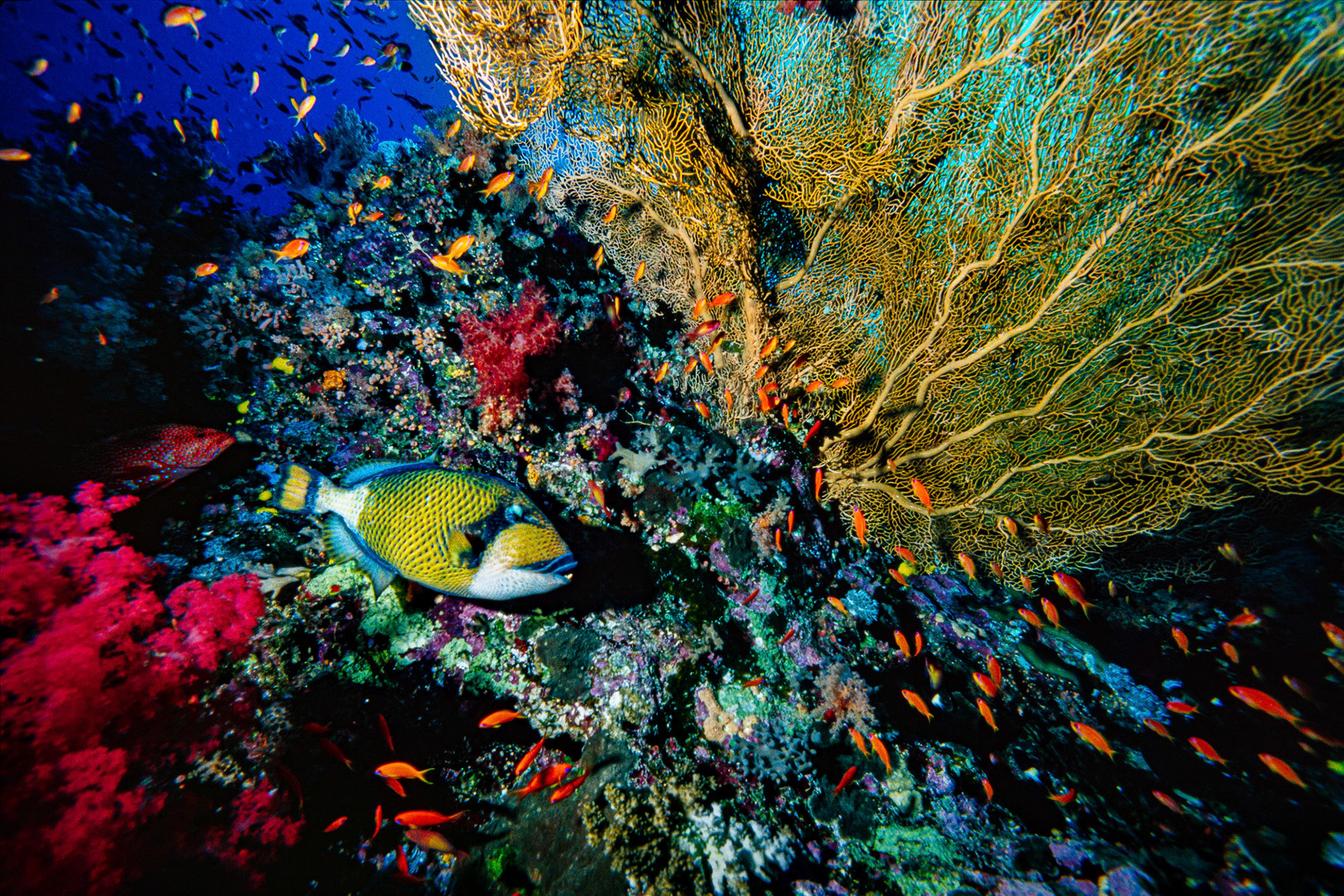 "Titan Triggerfish" - The titan triggerfish (Balistoides viridescens), a blue spotted red coral hind (Cephalopholis miniata) and tiny scalefin anthias (Anthias squamipinnis) are at home in a literal garden of corals at the Brother Islands in the Red Sea.