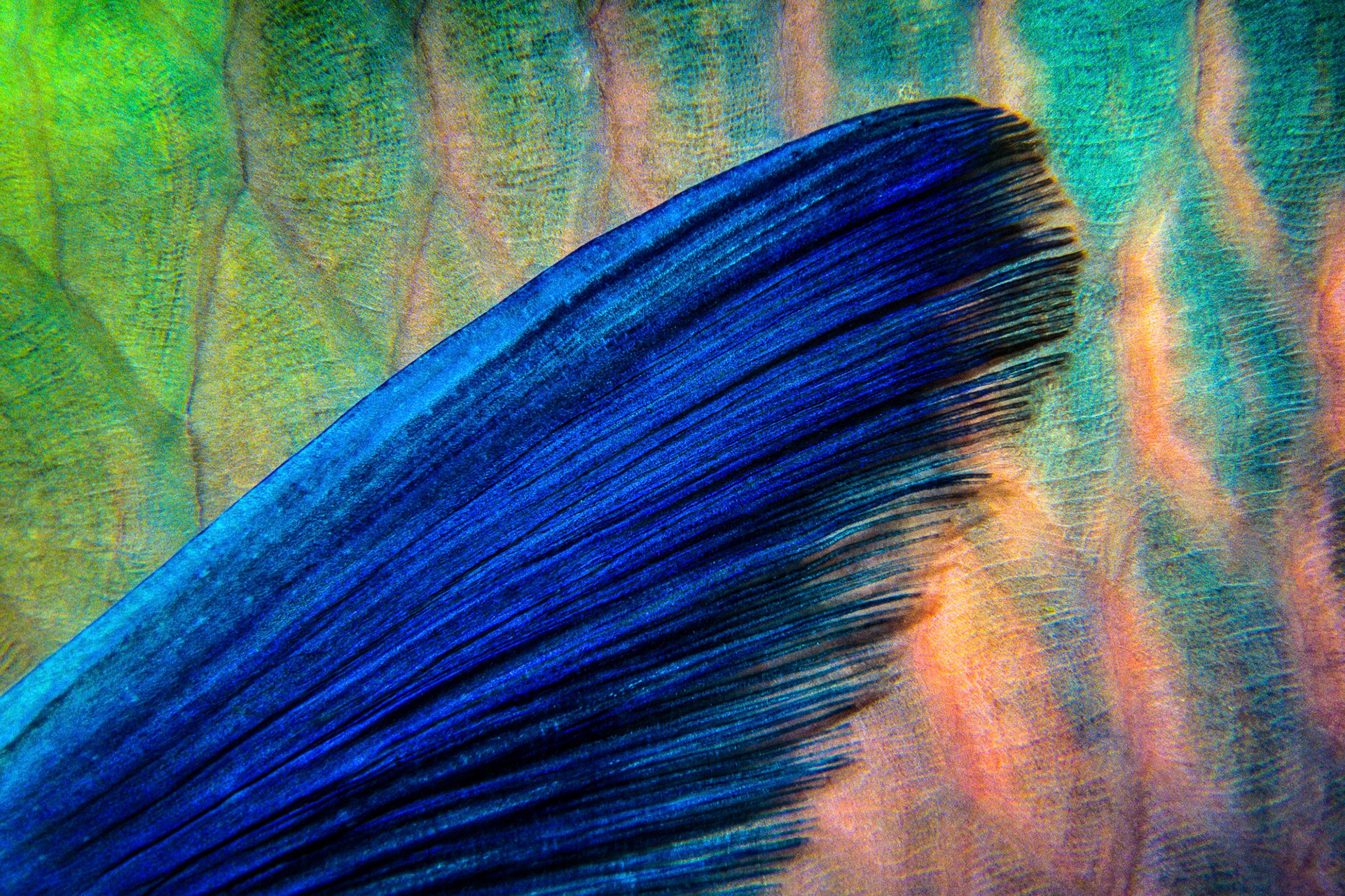 "Fin" - This abstract image is of a pectoral fin of a rusty parrotfish (Scarus ferrugineus) at Um Halhla, Red Sea. Another fine example of macro photography shot during a night dive.