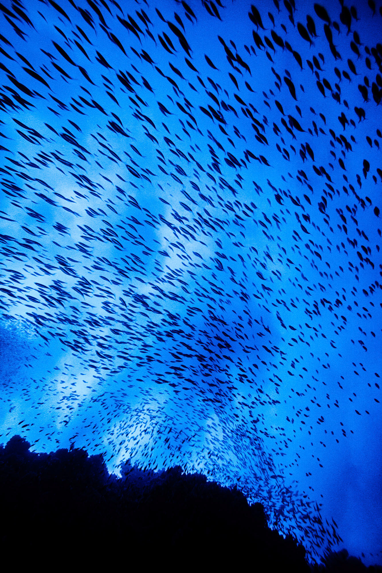 "Cloud of Fish" - The school of fish at the Big Brother island looks like a cloud covering the whole sea. I've come across many abundant sea life in the Red Sea.
