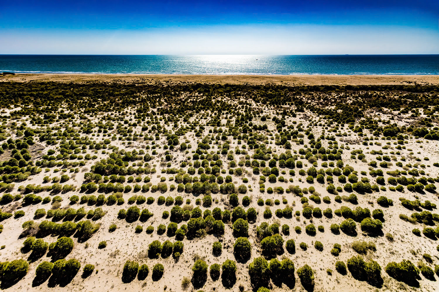 "Akyatan" - On the shore of the Akyatan Lake, the orderly area with trees resembling rows of musical notes turns into an intricate tangle near the sea, separated from the blue Mediterranean which reflects the harsh sun of Çukurova, by a thin sandy beach.