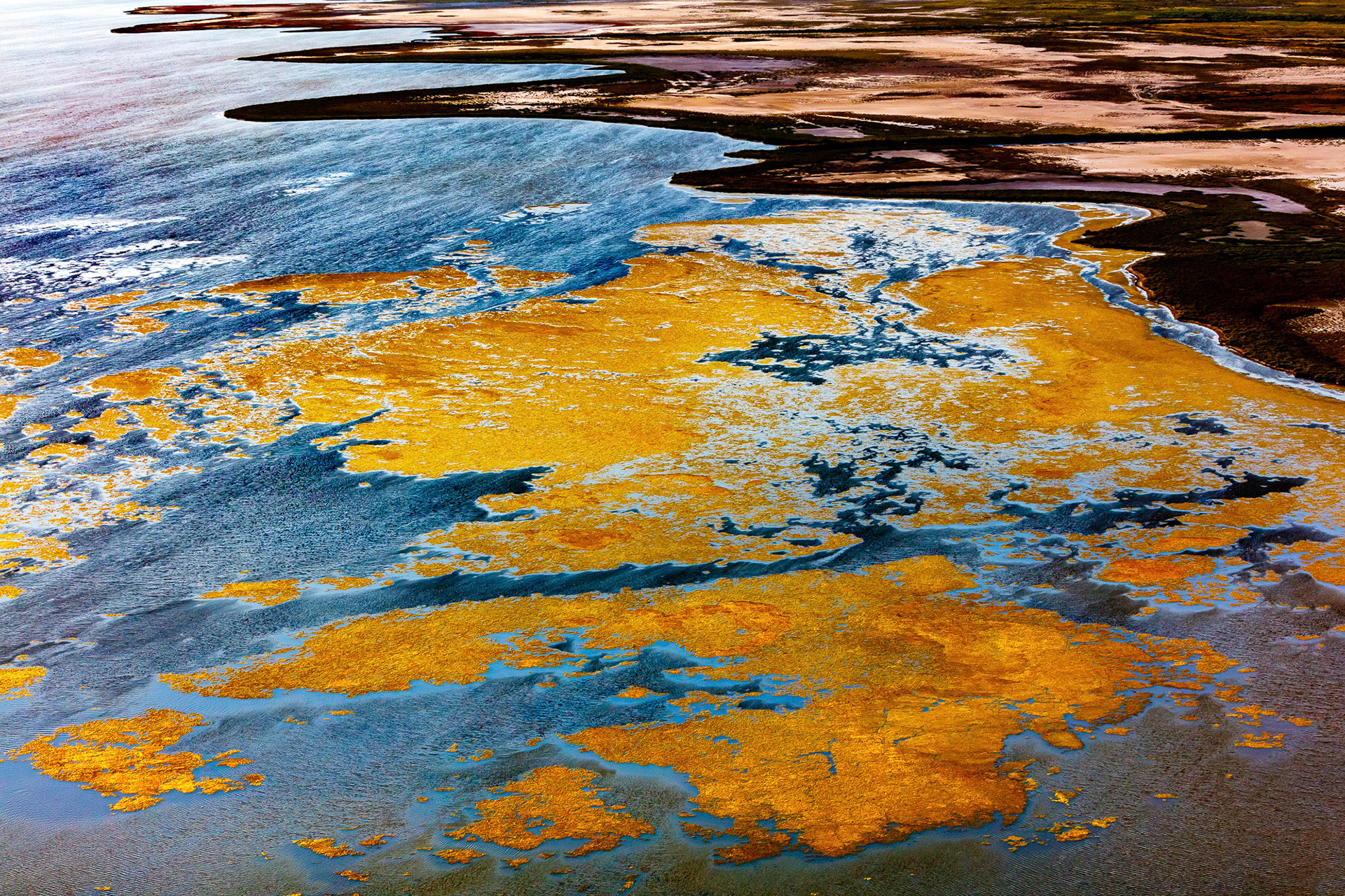 "Gold Leaf" - Golden water plants covering the blue sea look like gold leaf.