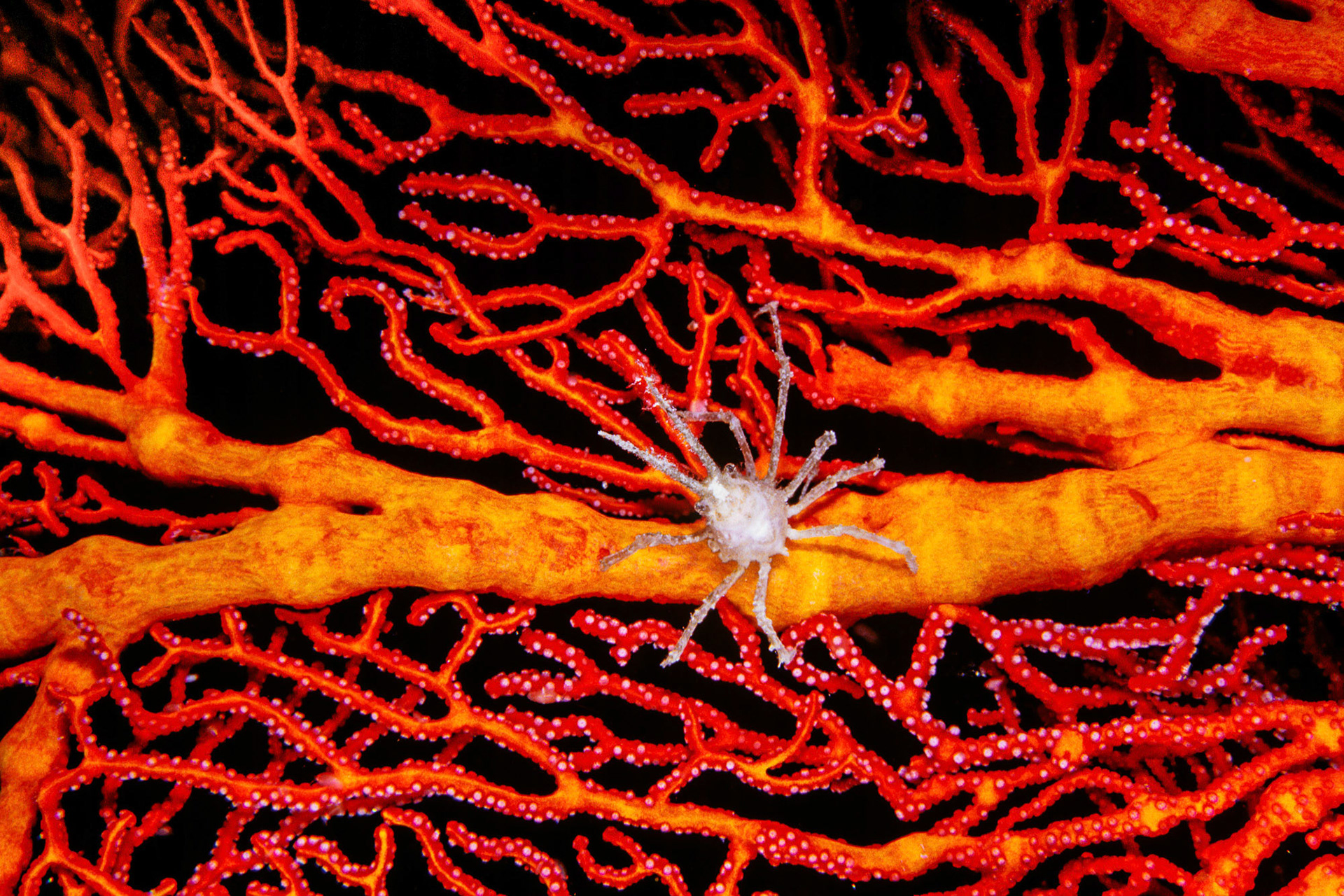 "White Soft Coral Crab" - Night diving is great for macro photography. Little critters come out for feeding in the dark. This tiny white soft coral crab (Naxioides taurus) is going about on a radiant red Gorgonian at the Big Drop-off (Ngemelis Wall) in Palau.