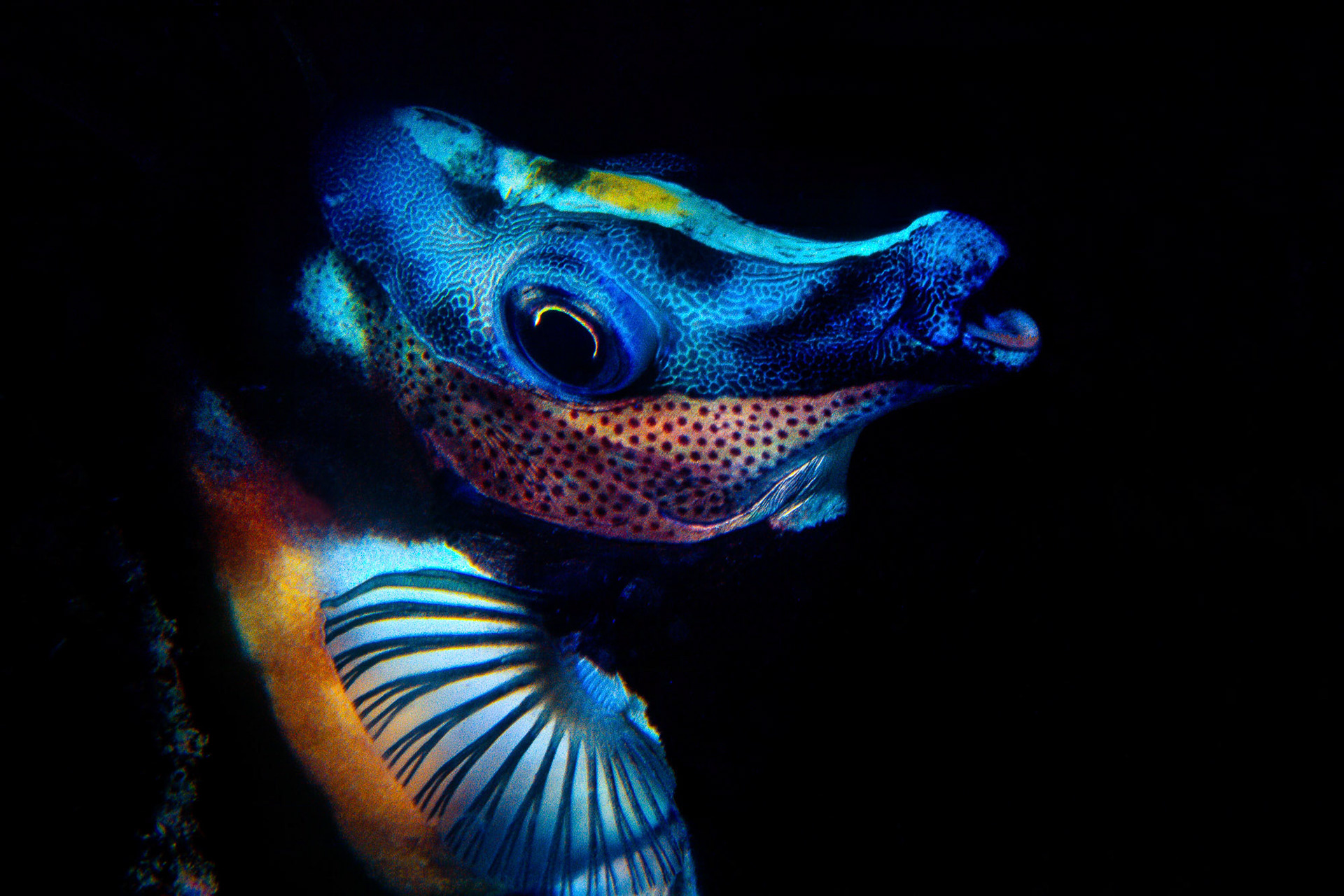 "Foxface Rabbitfish" - This is a night shot of only the face of the colorful foxface rabbitfish (Siganus vulpinus) making it one of my favorite animal portraits. Kapalai, Malaysia.