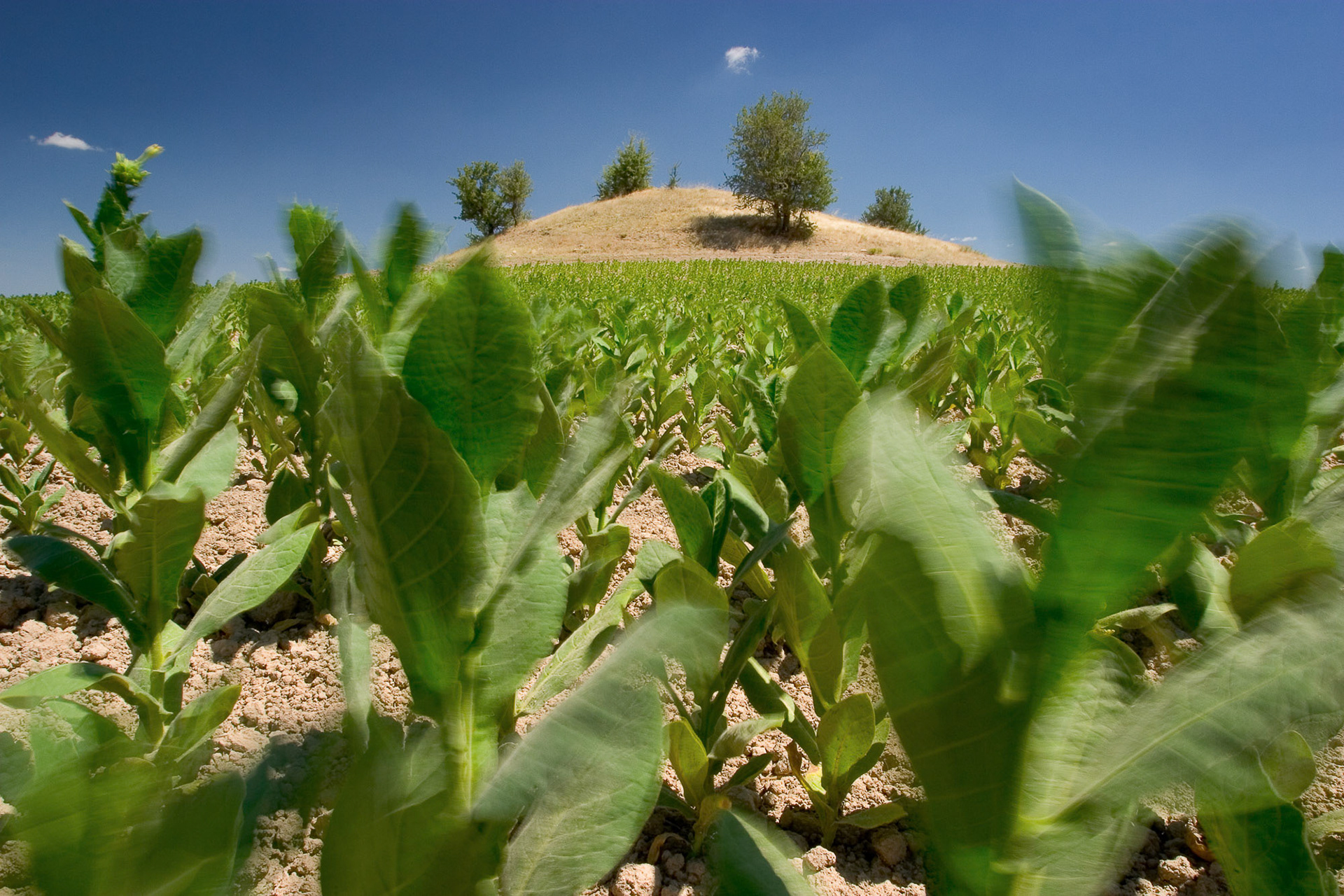 "Kocayaka" - Tobacco plants fluttering in the strong Anatolian wind and the blue sky isolated the yellowish brown mound. I thought the four trees growing on the mound made it even more interesting.