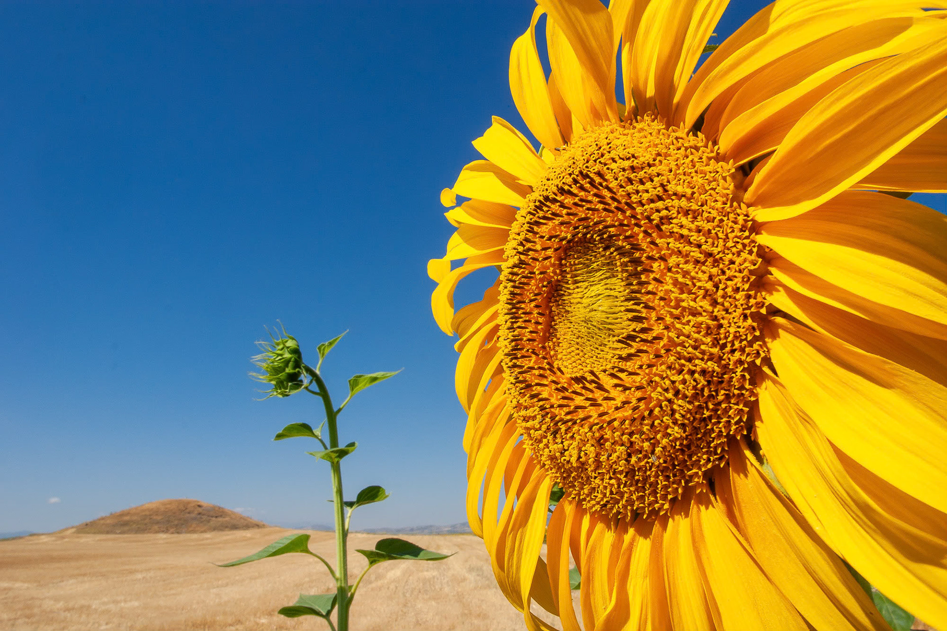"Karaca Mound" - I wanted to emphasize the perfectly healthy sunflowers nearby although the subject is still the mound humbly existing in the background.