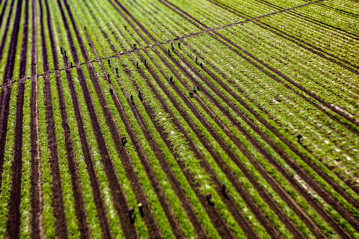 "Field" - Çukurova meets 85 percent of Turkey's citrus production and exports. I learned that these fields, which are located immediately next to the Mediterranean Sea, are very valuable due to their sandy composition. Since large cultivated areas come to my mind when Çukurova is mentioned, I couldn’t do without shooting a field detail. Compositional elements that I teach in my courses, perspective, lines, diagonals, texture, pattern, surface, backlight and contrast are all in this minimalist photograph.