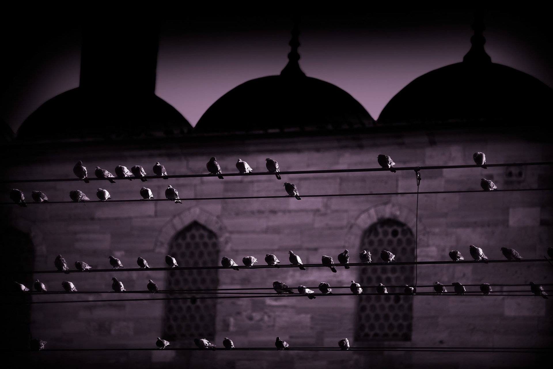 "Pigeons" - Pigeons perched on wires remind me of notes on a sheet music.