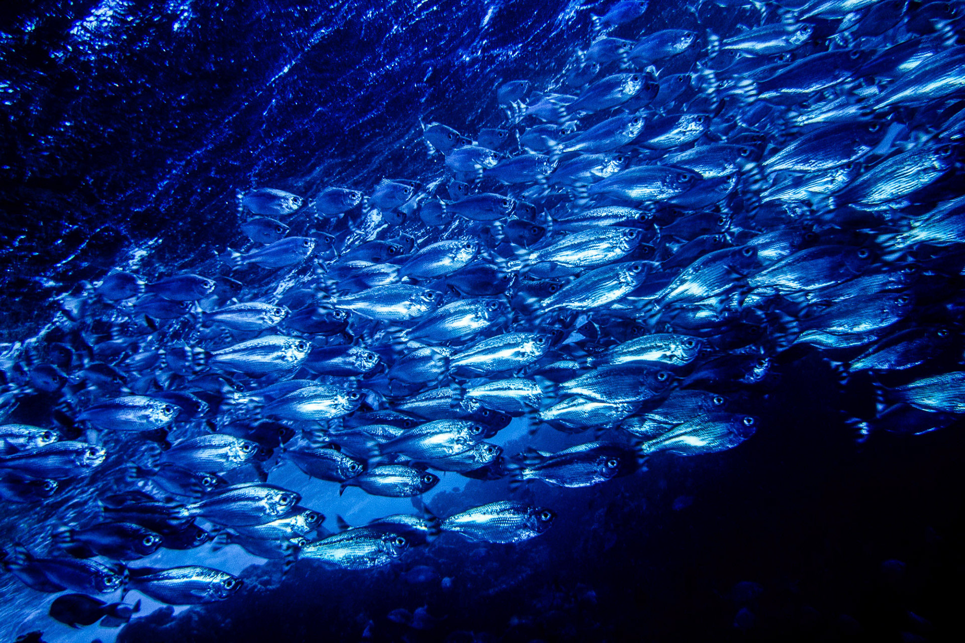 "Silver Blue" - The monochrome look is brought about by the silvery quality of this school of fish in the Red Sea.