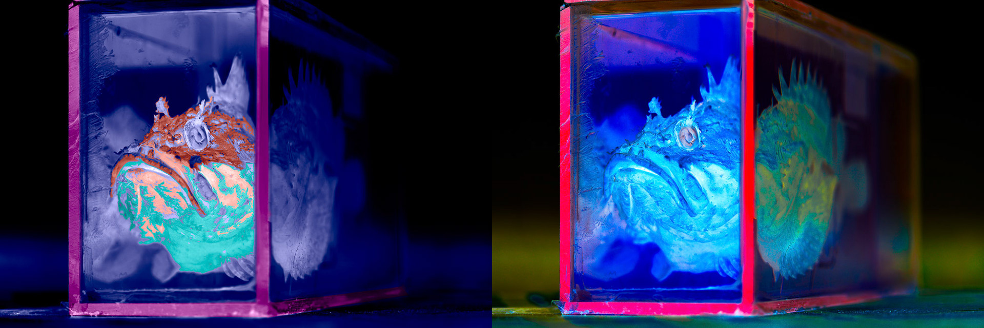 "Fish" - I had heard that there was a fish museum in Istanbul. It turned out to be a dinky room with many sea creatures in glass containers made by fishermen in a fisherman's wharf. This fish was the most interesting one at the museum. My aim was to separate the stereo images from each other by processing them in different colors. I have created the images to hold on their own but if you want to see the combined 3D image you can look through a stereo viewer.