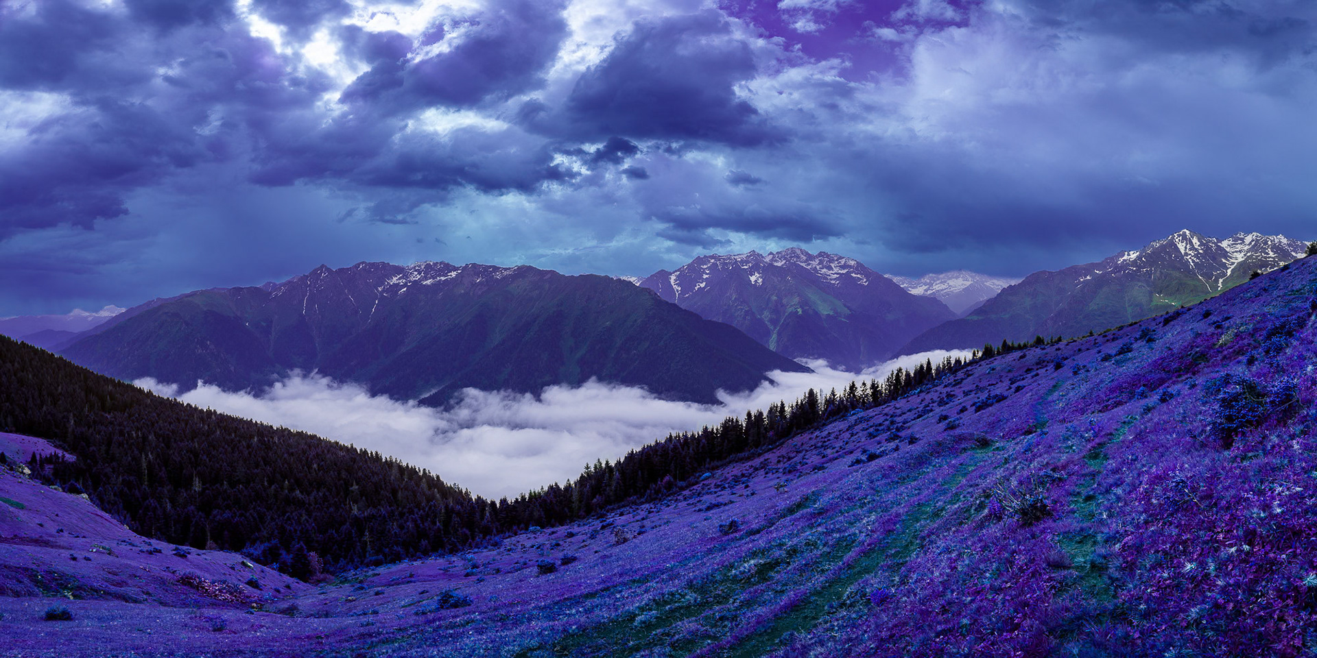 “I Dream of Purple” - I used my artistic license for the grand panoramic view of the Black Sea mountains.