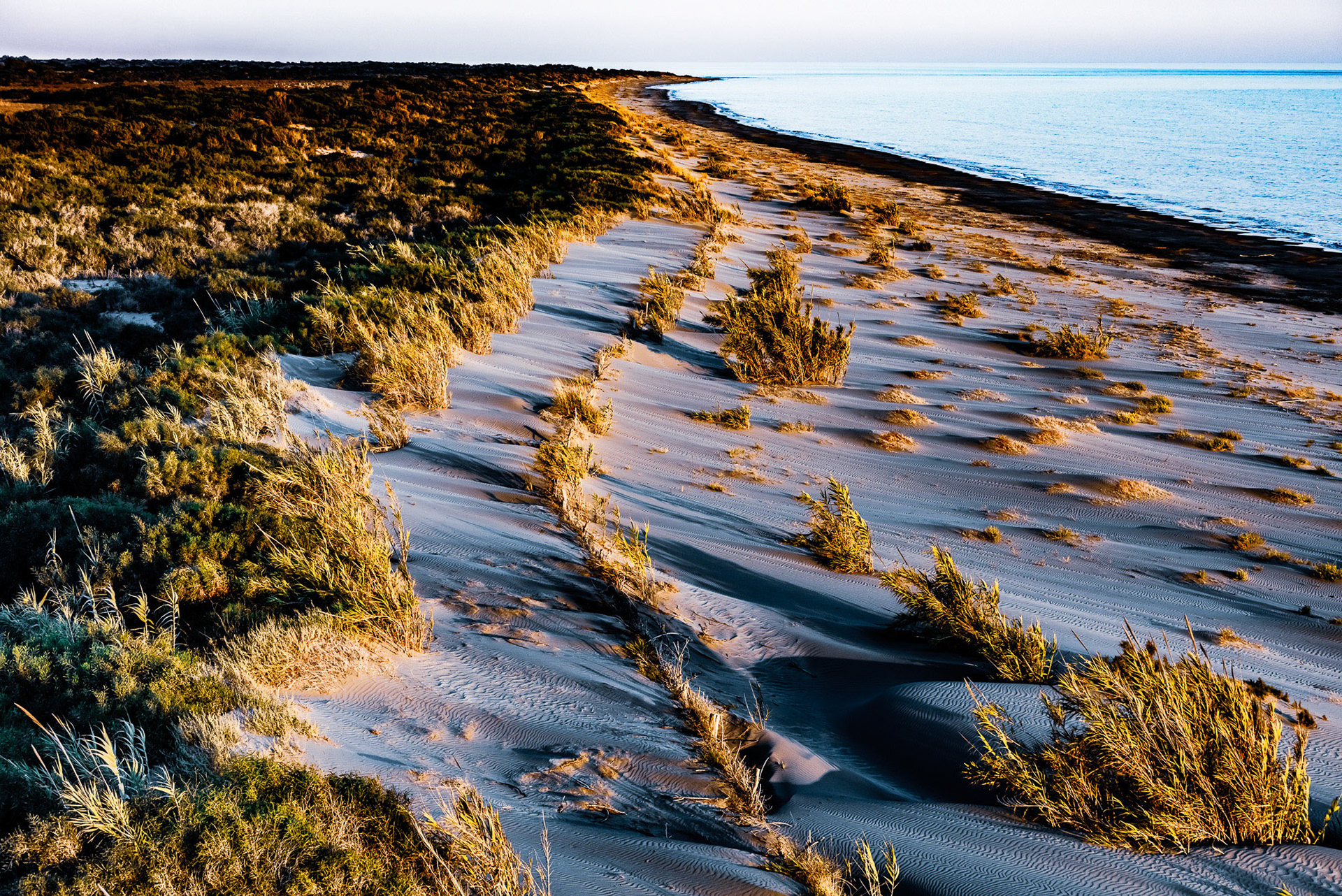 "Natural Order" - Plants growing in a curved line, perfect ripples in the sand are nature's way of saying it can create order and harmony.