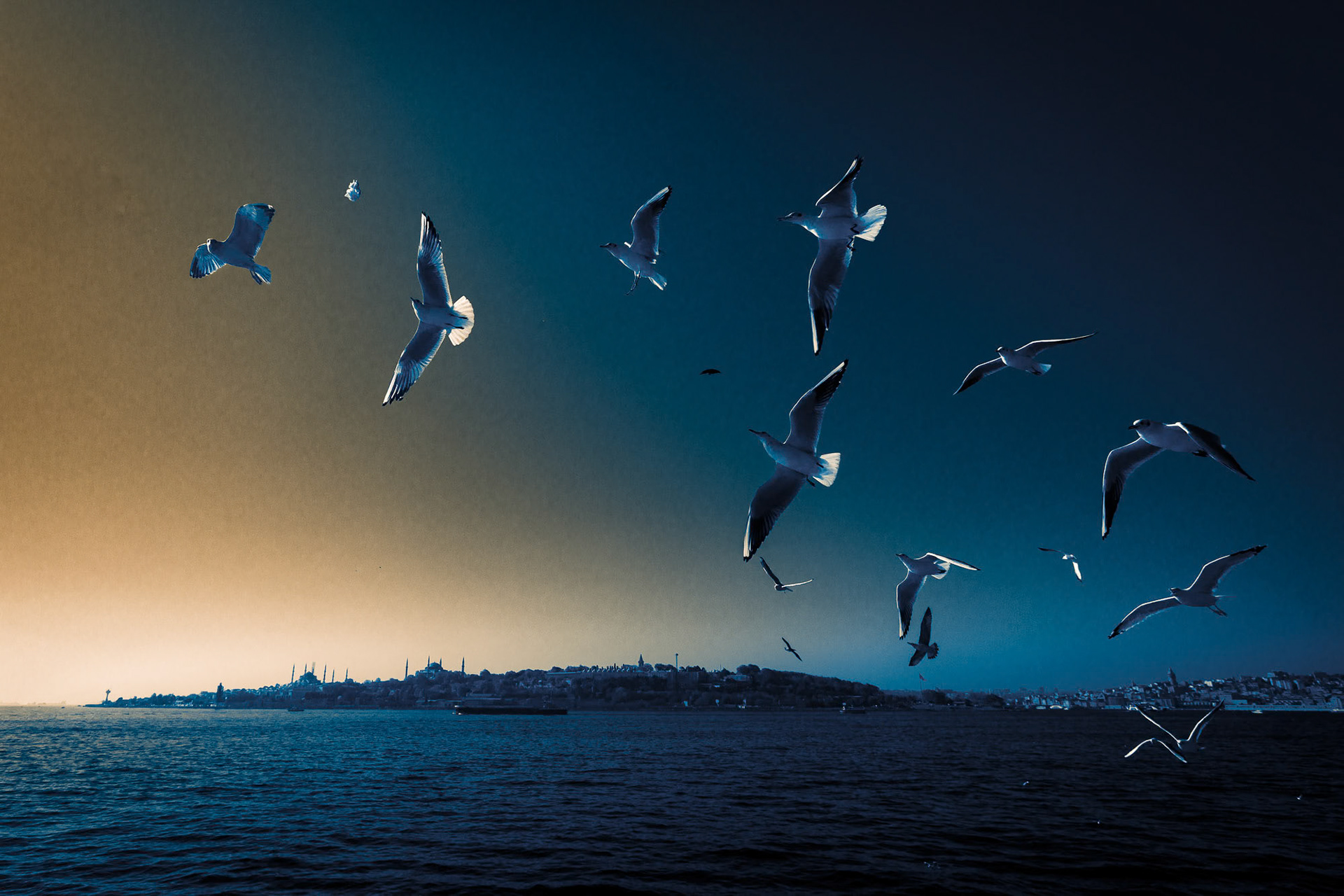 "Birds of the Bosphorus-WR"