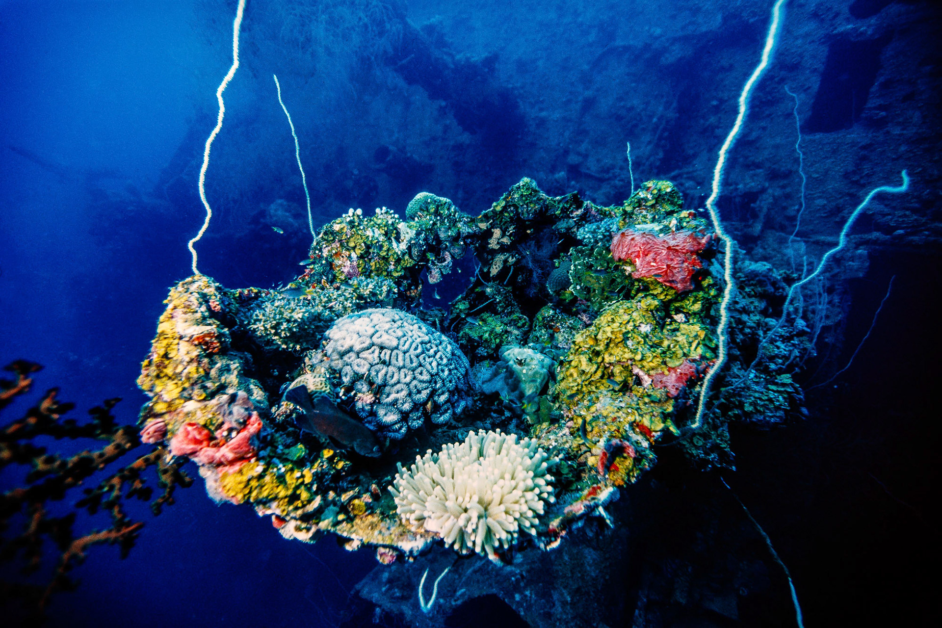 "Teshio Maru" - Corals and a grouper make a nest on the tip of the broken mast of the Japanese WWII shipwreck Teshio Maru, Palau, Micronesia.