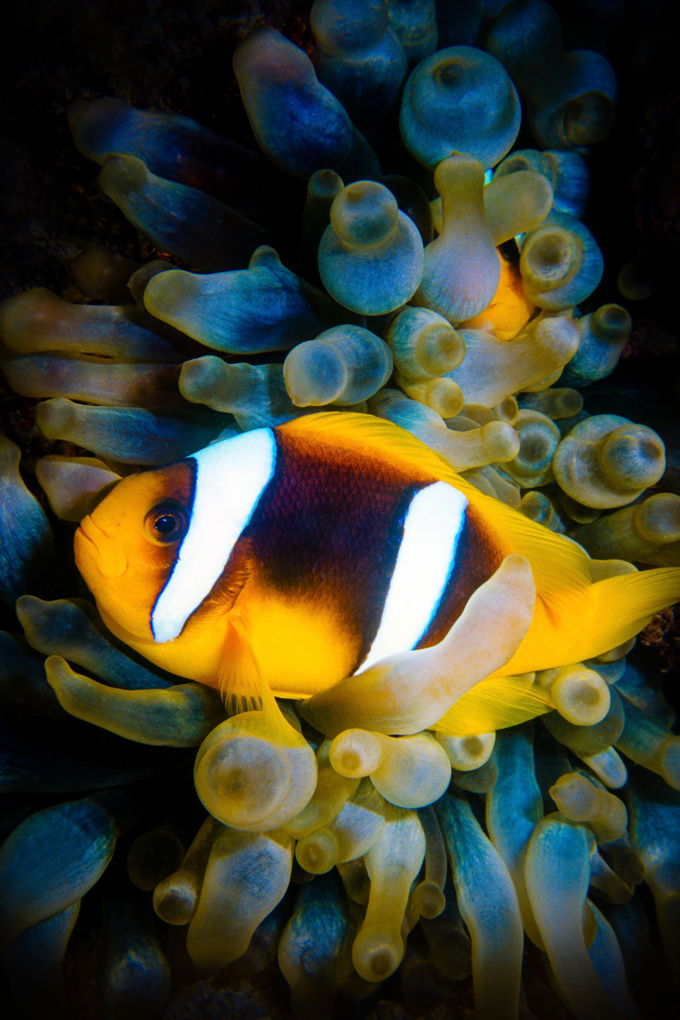 "Twobar Anemonefish" - Twobar anemonefish also know as clownfish (Amphiprion bicinctus) has a symbiotic relationship with the bubble tip anemone (Entacmaea quadricolor) which stings all other fish. Abu Soma Arbaa (Safaga), Red Sea.