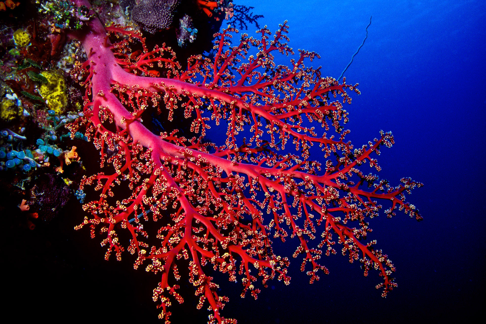 "Pink Soft Coral" - This vibrant pink soft coral growing on the deep underwater walls of the Big Drop-Off (Ngemelis Wall) in Palau Islands make a stark contrast with its surrounding.