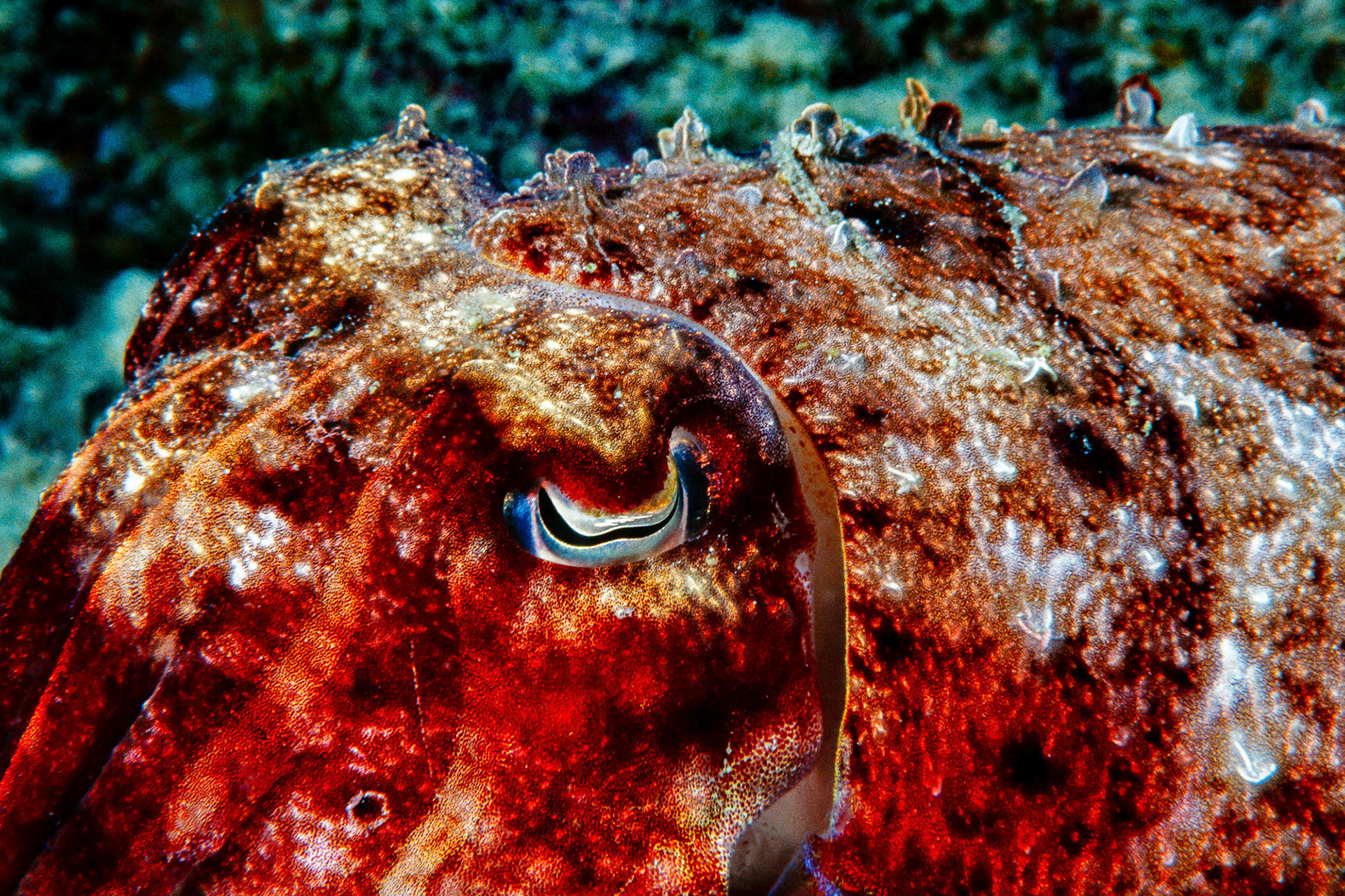 "Cuttlefish" - The cuttlefish camouflages itself by changing its body color. They look like aliens from outer space to me. Kapalai Island (Ken's Reef), Malaysia.