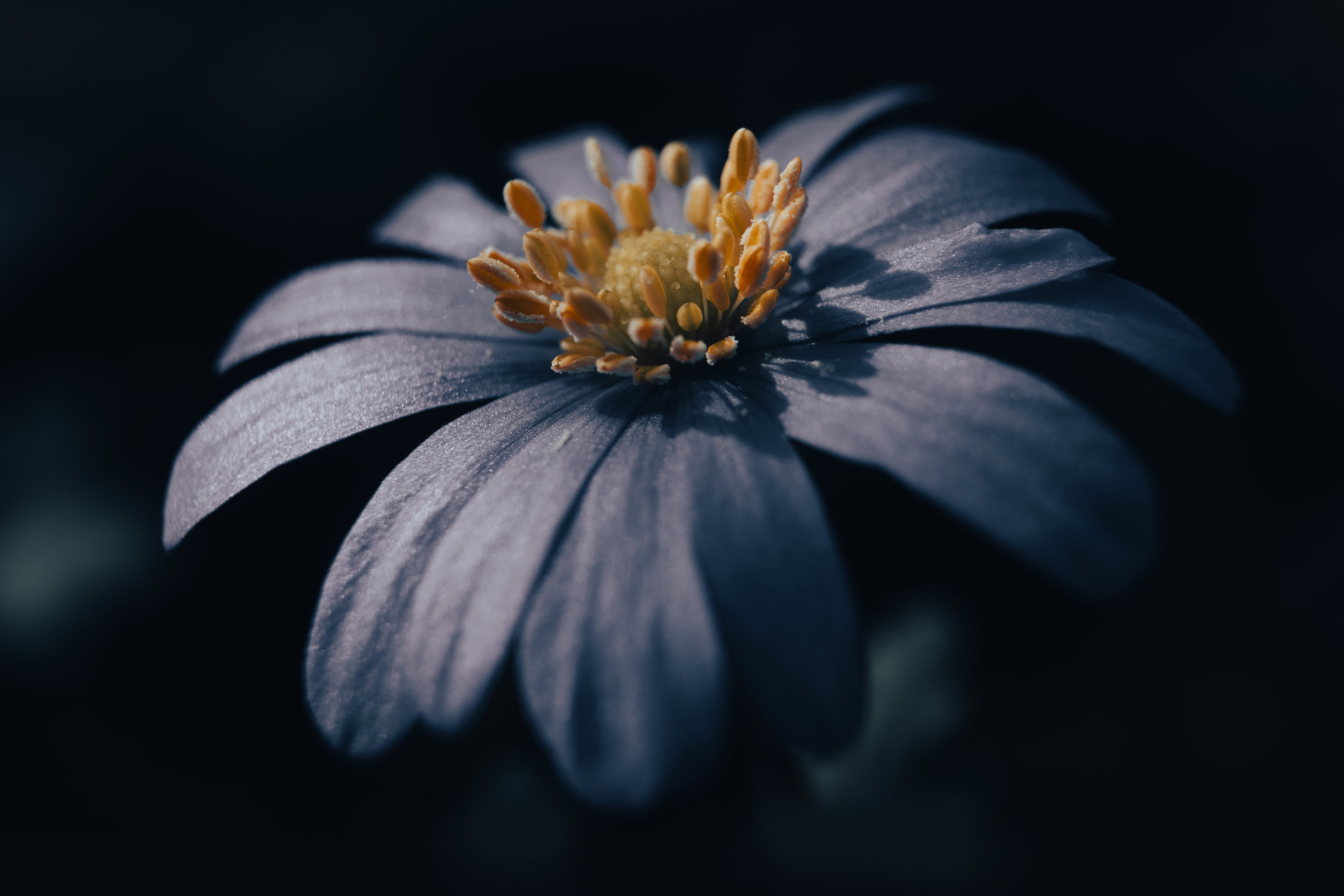 Anemone but different